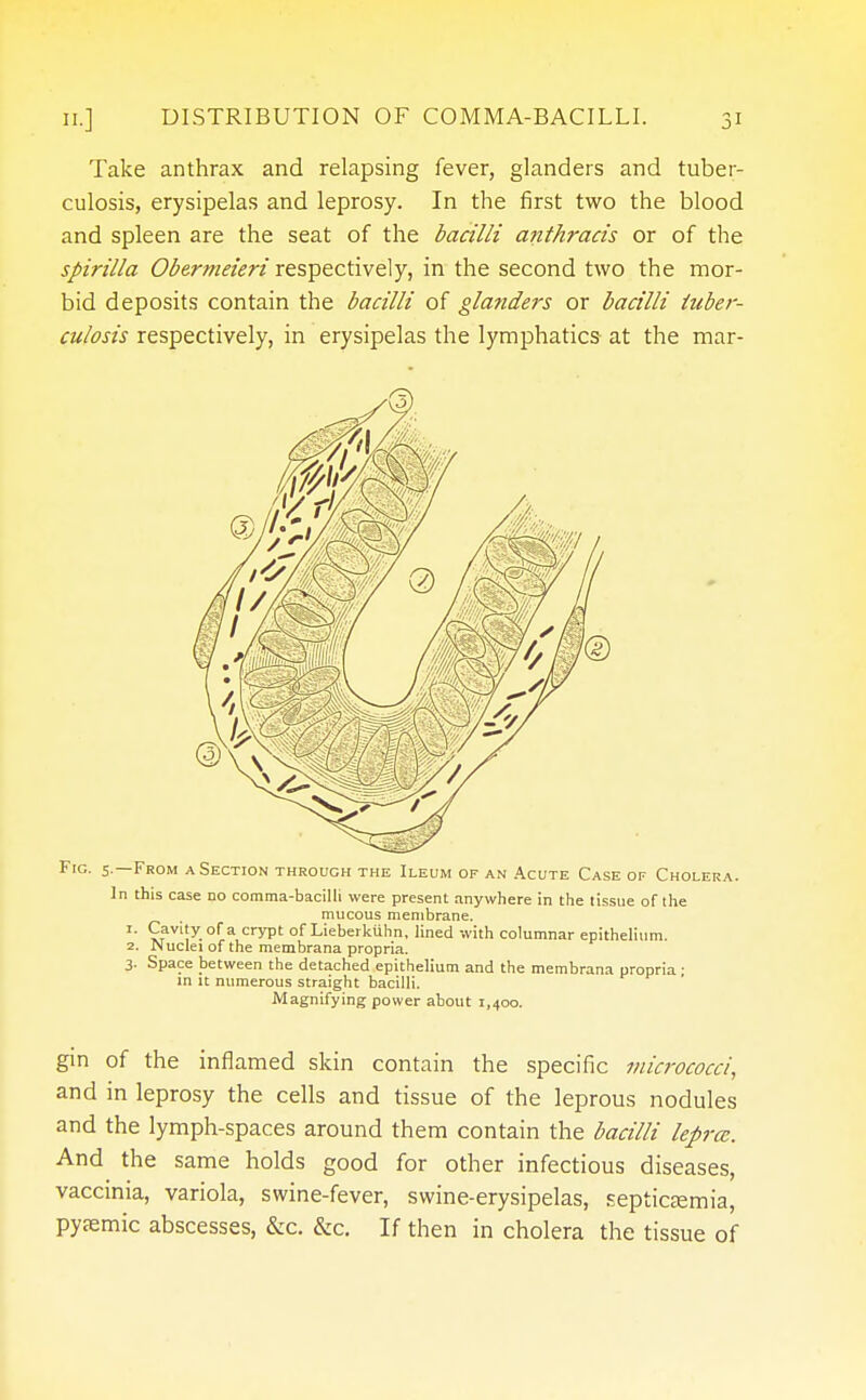 Take anthrax and relapsing fever, glanders and tuber- culosis, erysipelas and leprosy. In the first two the blood and spleen are the seat of the bacilli anthracis or of the spirilla Obermeieri respectively, in the second two the mor- bid deposits contain the bacilli of glanders or bacilli tuber- culosis respectively, in erysipelas the lymphatics at the mar- Fig. 5.—From a Section through the Ileum of an Acute Case of Cholera. In this case no comma-bacilli were present anywhere in the tissue of the mucous membrane. 1. Cavity of a crypt of Lieberkuhn, lined with columnar epithelium. 2. Nuclei of the membrana propria. 3- Space between the detached epithelium and the membrana propria ; in it numerous straight bacilli. Magnifying power about 1,400. gin of the inflamed skin contain the specific micrococci, and in leprosy the cells and tissue of the leprous nodules and the lymph-spaces around them contain the bacilli lepra. And the same holds good for other infectious diseases, vaccinia, variola, swine-fever, swine-erysipelas, septicemia, pyjemic abscesses, &c. &c. If then in cholera the tissue of