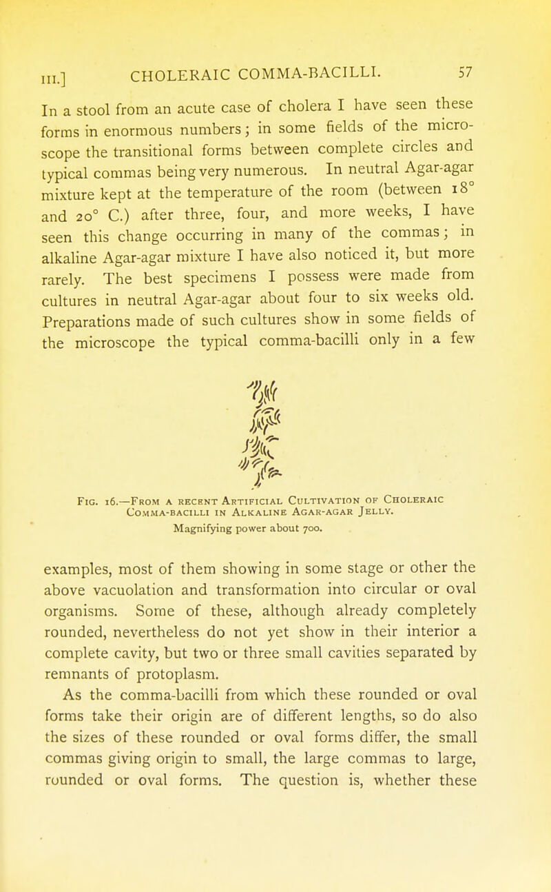 In a stool from an acute case of cholera I have seen these forms in enormous numbers; in some fields of the micro- scope the transitional forms between complete circles and typical commas being very numerous. In neutral Agar-agar mixture kept at the temperature of the room (between i8° and 20° C.) after three, four, and more weeks, I have seen this change occurring in many of the commas; in alkaline Agar-agar mixture I have also noticed it, but more rarely. The best specimens I possess were made from cultures in neutral Agar-agar about four to six weeks old. Preparations made of such cultures show in some fields of the microscope the typical comma-bacilli only in a few Fig. 16.—From a recent Artificial Cultivation of Choleraic Comma-bacilli in Alkaline Agar-agar Jelly. Magnifying power about 700. examples, most of them showing in some stage or other the above vacuolation and transformation into circular or oval organisms. Some of these, although already completely rounded, nevertheless do not yet show in their interior a complete cavity, but two or three small cavities separated by remnants of protoplasm. As the comma-bacilli from which these rounded or oval forms take their origin are of different lengths, so do also the sizes of these rounded or oval forms differ, the small commas giving origin to small, the large commas to large, rounded or oval forms. The question is, whether these