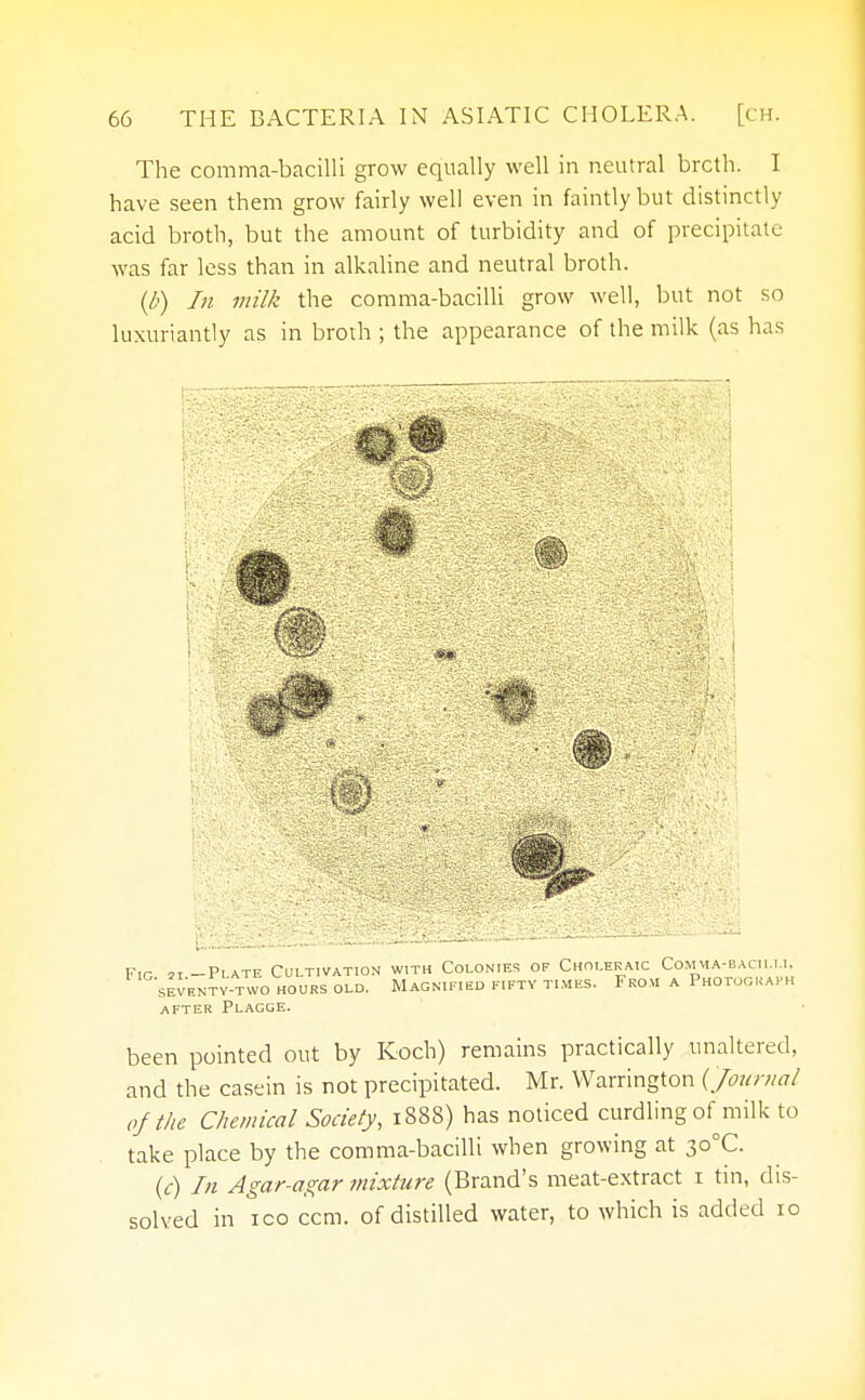 The comma-bacilli grow equally well in neutral brcth. I have seen them grow fairly well even in faintly but distinctly acid broth, but the amount of turbidity and of precipitate was far less than in alkaline and neutral broth. (/•) In milk the comma-bacilli grow well, but not so luxuriantly as in broth ; the appearance of the milk (as has Fig si -Plate Cultivation with Colonies of Choleraic Comma-bacii.i.i, SEVENTY-TWO HOURS OLD. MAGNIFIED FIFTY TIMES. FrO.VI A PHOTOGRAPH AFTER PLAGGE. been pointed out by Koch) remains practically unaltered, and the casein is not precipitated. Mr. Warrington (Journal of the Chemical Society, 1888) has noticed curdling of milk to take place by the comma-bacilli when growing at 3o°C. (c) In Agar-agar mixture (Brand's meat-extract 1 tin, dis- solved in ico ccm. of distilled water, to which is added 10