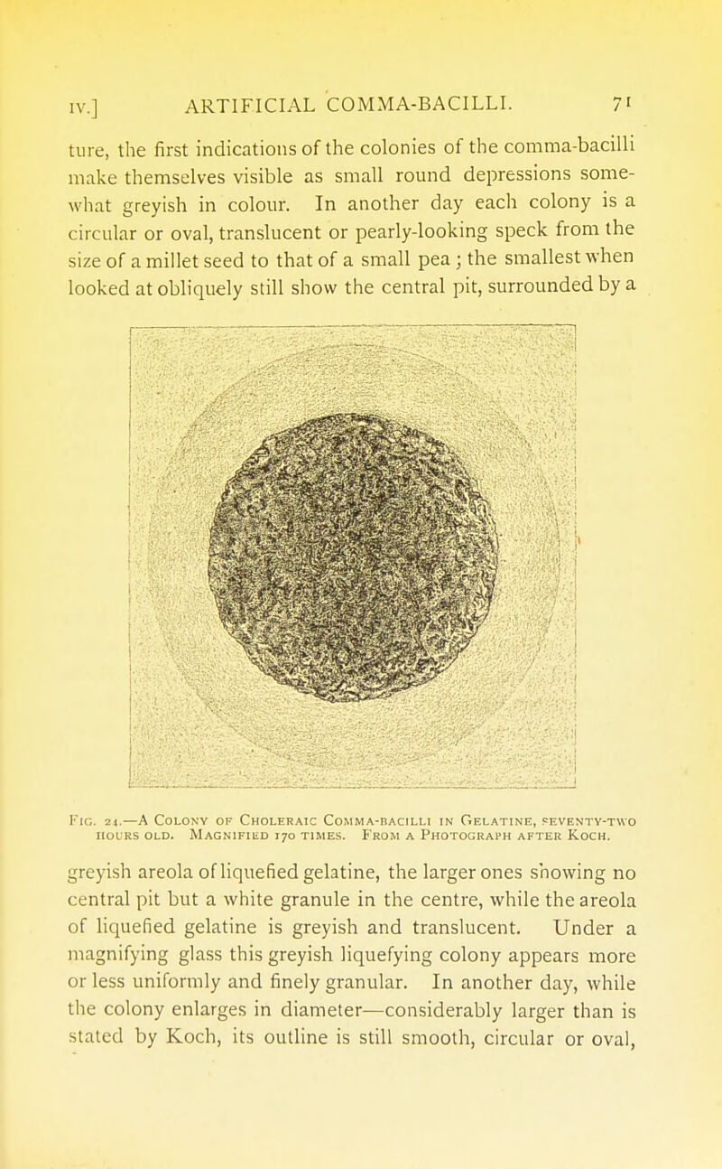 ture, the first indications of the colonies of the comma-bacilli make themselves visible as small round depressions some- what greyish in colour. In another day each colony is a circular or oval, translucent or pearly-looking speck from the size of a millet seed to that of a small pea j the smallest when looked at obliquely still show the central pit, surrounded by a Fig. z4.—A Colony of Choleraic Comma-bacilli in Gelatine, peventy-two iiolrs old. Magnified 170 times. From a Photograph after Koch. greyish areola of liquefied gelatine, the larger ones showing no central pit but a white granule in the centre, while the areola of liquefied gelatine is greyish and translucent. Under a magnifying glass this greyish liquefying colony appears more or less uniformly and finely granular. In another day, while the colony enlarges in diameter—considerably larger than is stated by Koch, its outline is still smooth, circular or oval,