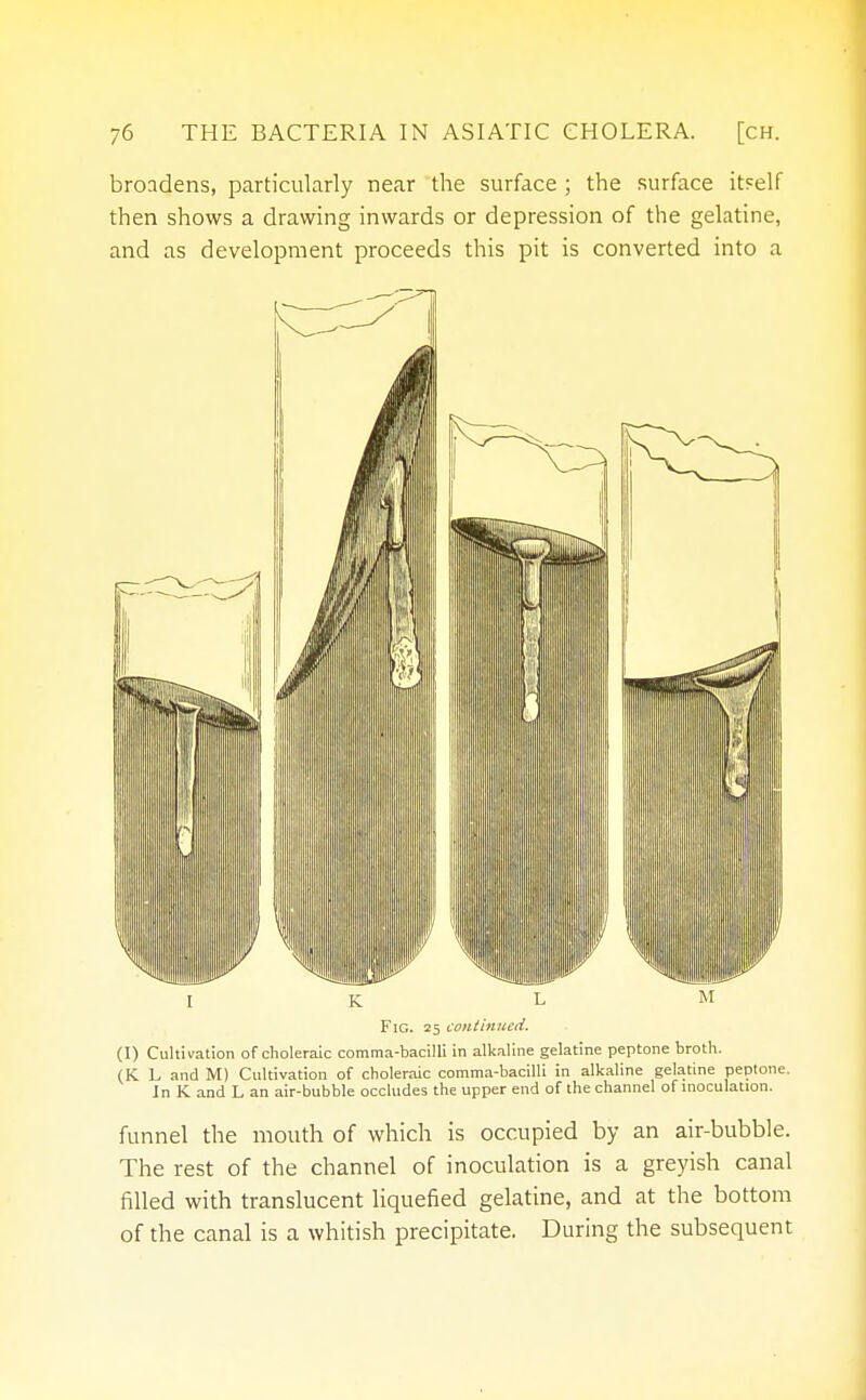 broadens, particularly near the surface ; the surface itself then shows a drawing inwards or depression of the gelatine, and as development proceeds this pit is converted into a IK L m Fig. 25 continued. (I) Cultivation of choleraic comma-bacilli in alkaline gelatine peptone broth. (K L and M) Cultivation of choleraic comma-bacilli in alkaline gelatine peptone. In K and L an air-bubble occludes the upper end of the channel of inoculation. funnel the mouth of which is occupied by an air-bubble. The rest of the channel of inoculation is a greyish canal filled with translucent liquefied gelatine, and at the bottom of the canal is a whitish precipitate. During the subsequent