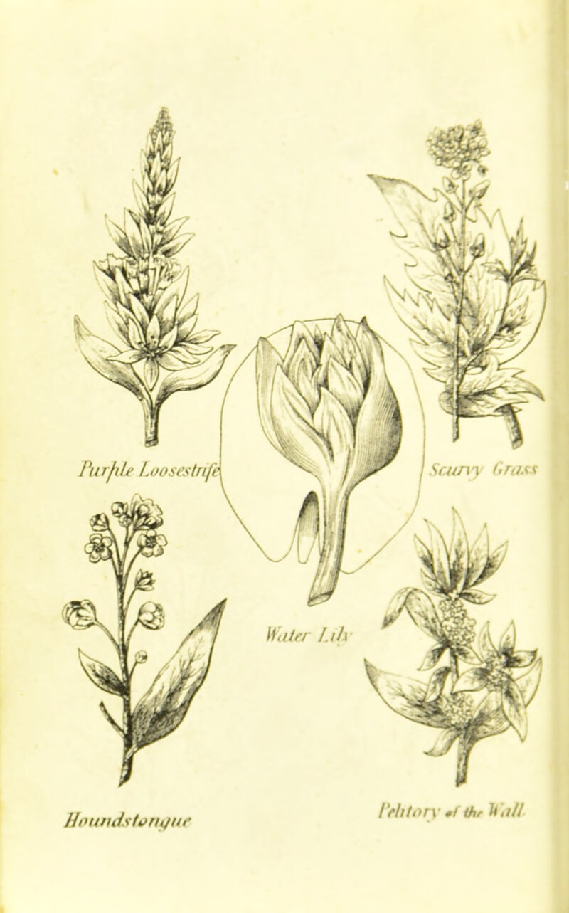 Uoundstongut Petitory * &,///