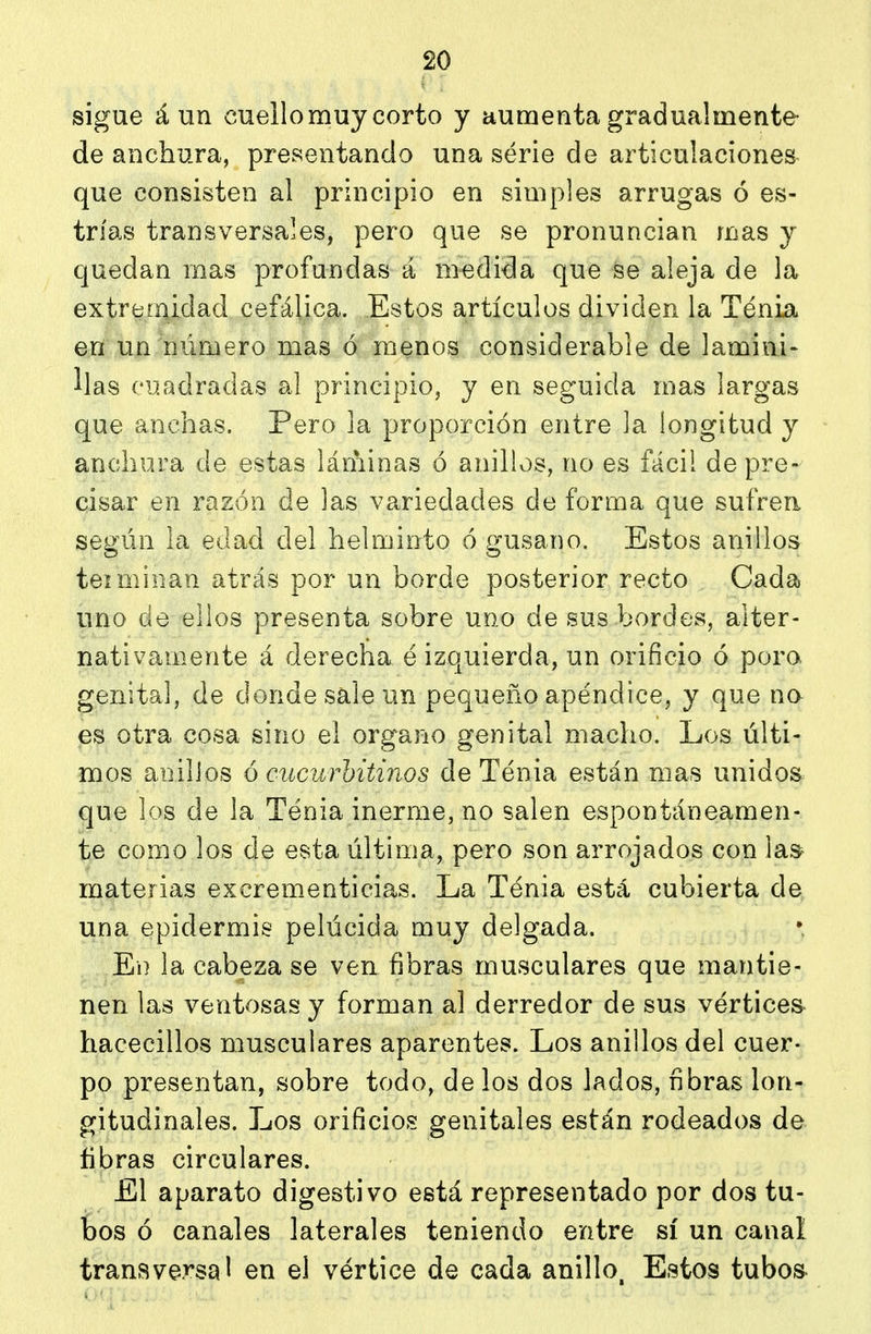 sigue á un cuello muy corto y aumenta gradualmente de anchura, presentando una serie de articulaciones que consisten al principio en simples arrugas ó es- trías transversales, pero que se pronuncian mas y quedan mas profundas á medida que se aleja de la extremidad cefálica. Estos artículos dividen la Tenia en un número mas ó menos considerable de lamini- llas cuadradas al principio, y en seguida mas largas que anchas. Pero la proporción entre la longitud y anchura de estas láminas ó anillos, no es fácil de pre- cisar en razón de las variedades de forma que sufren según la edad del helminto ó gusano. Estos anillos teiminan atrás por un borde posterior recto Cada uno de ellos presenta sobre uno de sus bordes, alter- nativamente á derecha é izquierda, un orificio ó pora genital, de donde sale un pequeño apéndice, y que no es otra cosa sino el órgano genital macho. Los últi- mos anillos 6 cucurhitínos de Tenia están mas unidos^ que los de la Tenia inerme, no salen espontáneamen- te como los de esta última, pero son arrojados con la^ materias excrementicias. La Tenia está cubierta de una epidermis pelúcida muy delgada. En la cabeza se ven fibras musculares que mantie- nen las ventosas y forman al derredor de sus vértices^ hacecillos musculares aparentes. Los anillos del cuer- po presentan, sobre todo, de los dos lados, fibras lon- gitudinales. Los orificios genitales están rodeados de fibras circulares. El aparato digestivo está representado por dos tu- bos ó canales laterales teniendo entre sí un canal transversal en el vértice de cada anillo, Estos tubos-