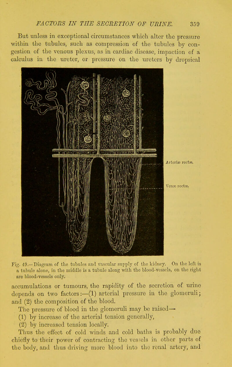 But unless in exceptional circumstances which alter the pressure within the tubules, such as compression of the tubules by con- gestion of the venous plexus, as in cardiac disease, impaction of a calculus in the ureter, or pressure on the ureters by dropsical irtoriae rcetse. Venre rectue. Fig. 49.—Diagram of the tubules and vascular supply of the kidney. On the left is a tubule alone, in the middle is a tubule along with the blood-vessels, on the right arc blood-vessels only. accumulations or tumours, the rapidity of the secretion of urine depends on two factors:—(1) arterial pressure in the glomeruli; and (2) the composition of the blood. The pressure of blood in the glomeruli may be raised— (1) by increase of the arterial tension generally, (2) by increased tension locally. Thus the effect of cold winds and cold baths is probably due chiefly to their power of contracting the vessels in other parts of the body, and thus driving more blood into the renal artery, and