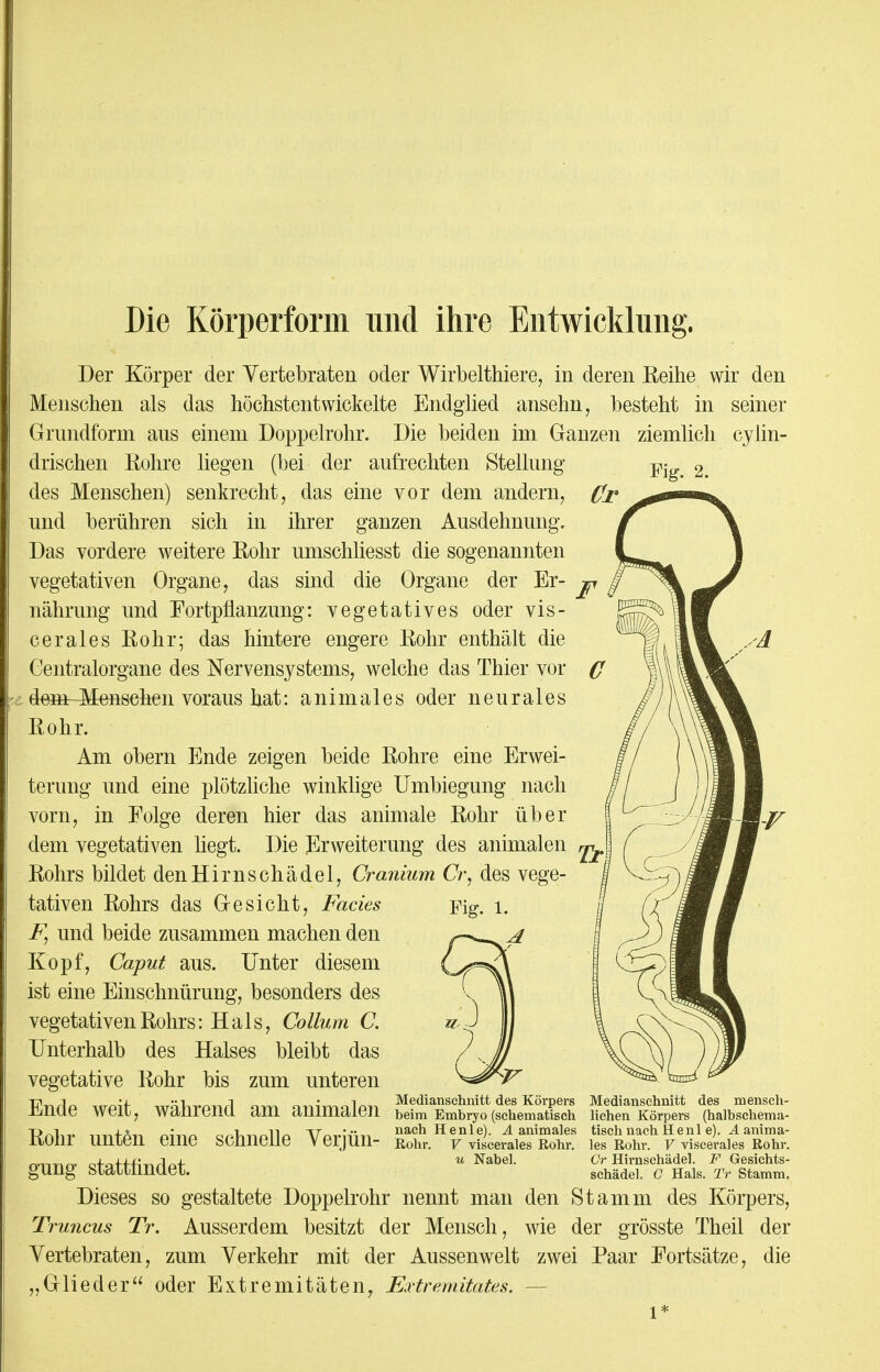 Die Körperform und ihre Entwicklung. Cr Der Körper der Yertebraten oder Wirbelthiere, in deren Reihe wir den Menschen als das höchstentwickelte Endglied ansehn, besteht in seiner Grundform aus einem Doppelrohr. Die beiden im Ganzen ziemlich cylin- drischen Rohre liegen (bei der aufrechten Stellung des Menschen) senkrecht, das eine vor dem andern, und berühren sich in ihrer ganzen Ausdehnung. Das vordere weitere Rohr umschliesst die sogenannten vegetativen Organe, das sind die Organe der Er- jt nährung und Fortpflanzung: vegetatives oder vis- cerales Rohr; das hintere engere Rohr enthält die Centraiorgane des Nervensystems, welche das Thier vor dem-Menschen voraus hat: animales oder neurales Rohr. Am obern Ende zeigen beide Rohre eine Erwei- terung und eine plötzliche winklige Umbiegung nach vorn, in Folge deren hier das animale Rohr über dem vegetativen hegt. Die Erweiterung des animalen ^ Rohrs bildet den Hirnschädel, Gremium Cr, des vege Fig. 1. tativen Rohrs das Gesicht, Facies F, und beide zusammen machen den Kopf, Caput aus. Unter diesem ist eine Einschnürung, besonders des vegetativen Rohrs: Hals, Collum C. Unterhalb des Halses bleibt das vegetative Rohr bis zum unteren tfnrlp wtnf wäVircmrl cm animnlon Me<lianschnitt des Körpers Medianschnitt des mensch- -Cmue Weil, Wamena am animaien beim Embryo (schematisch liehen Körpers (halbschema- R/^Ut n^+A« r,^^r>11« MnachHenle). A animales tisch nach Henl e). A anima- KOlir Unten eine Schnelle VerjUn- Rohr. V viscerales Rohr, les Rohr. V viscerales Rohr, o-rmrr ctattfinrlo+ u Nabel- CV Hirnschädel. F Gesichts- gUng Siaiinnaet. schädel. G Hals. ZV Stamm. Dieses so gestaltete Doppelrohr nennt man den Stamm des Körpers, Truncus Tr. Ausserdem besitzt der Mensch, wie der grösste Theil der Vertebraten, zum Verkehr mit der Aussenwelt zwei Paar Fortsätze, die „Glieder oder Extremitäten, Extremitates. —