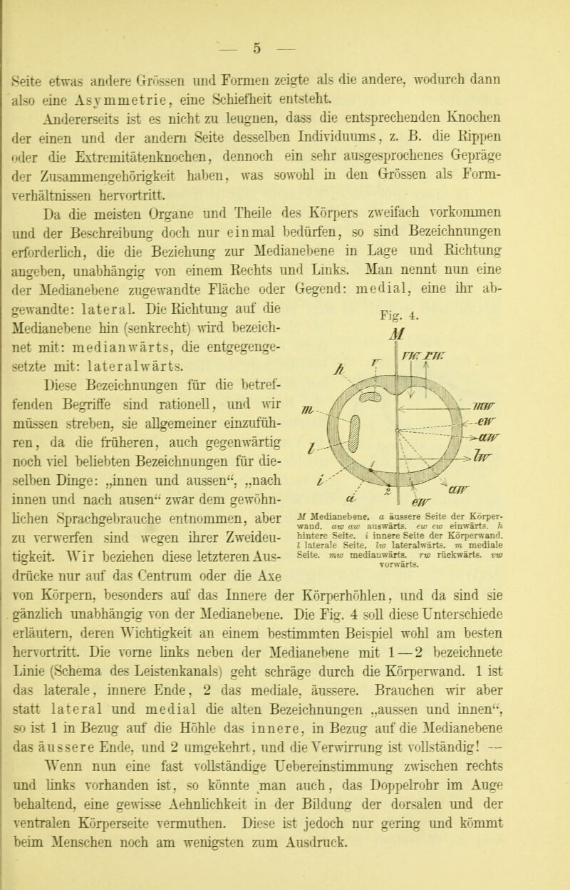 Seite etwas andere Grössen und Formen zeigte als die andere, wodurch dann also eine Asymmetrie, eine Schiefheit entsteht. Andererseits ist es nicht zu leugnen, dass die entsprechenden Knochen der einen und der andern Seite desselben Individuums, z. B. die Pappen oder die Extremitätenknochen, dennoch ein sehr ausgesprochenes Gepräge der Zusammengehörigkeit haben, was sowohl in den Grössen als Form- verhältnissen hervortritt. Da die meisten Organe und Theile des Körpers zweifach vorkommen und der Beschreibung doch nur einmal bedürfen, so sind Bezeichnungen erforderlich, die die Beziehung zur Medianebene in Lage und Richtung angeben, unabhängig von einem Rechts und Links. Man nennt nun eine der Medianebene zugewandte Fläche oder Gegend: medial, eine ihr ab- gewandte: lateral. Die Richtung auf die F[cr i Medianebene hin (senkrecht) wird bezeich- net mit: medianwärts, die entgegenge- I m _ setzte mit: lateralwarts. \k Diese Bezeichnungen für die betref- fenden Begriffe sind rationell, und wir m ff ^ ]. '. , inw müssen streben, sie allgemeiner einzufüh- fflTÄ Jr--W eW ren, da die früheren, auch gegenwärtig 7 \X% -fj-^w noch nel beliebten Bezeichnungen für die- \j>\/ ~^^/ > selben Dinge: ..innen und aussen, „nach i '' ^^OiA^C / &W innen und nach ausen- zwar dem gewöhn- 1 ew Üchen SprachgebrailChe entnommen, aber M Medianebene, a äussere Seite der Körper- x ° 7 wand, aw au; auswärts, ew evj einwärts, n ZU Verwerfen Sind Wegen ihrer Zweiddl- hintere Seite, i innere Seite der Körperwand. I laterale Seite. Iv; lateralwarts. m mediale tigkeit. AVir beziehen diese letzteren Aus- Seite- nv} medianwärts. rw rückwärt«, vw <-> vorwärts. drücke nur auf das Centrum oder die Axe von Körpern, besonders auf das Innere der Körperhöhlen, und da sind sie gänzlich unabhängig von der Medianebene. Die Fig. 4 soll diese Unterschiede erläutern, deren Wichtigkeit an einem bestimmten Beispiel wohl am besten hervortritt. Die vorne links neben der Medianebene mit 1—2 bezeichnete Linie (Schema des Leistenkanals) geht schräge durch die Körperwand. 1 ist das laterale, innere Ende, 2 das mediale, äussere. Brauchen wir aber statt lateral und medial die alten Bezeichnungen ..aussen und innen'*, so ist 1 in Bezug auf die Höhle das innere, in Bezug auf die Medianebene das äussere Ende, und 2 umgekehrt, und die Verwirrung ist vollständig! — AVenn nun eine fast vollständige Uebereinstimmung zwischen rechts und links vorhanden ist, so könnte man auch, das Doppelrohr im Auge behaltend, eine gewisse Aehnlichkeit in der Bildung der dorsalen und der ventralen Körperseite vermuthen. Diese ist jedoch nur gering und kömmt beim Menschen noch am wenigsten zum Ausdruck.