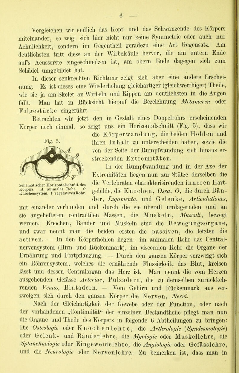 Vergleichen wir endlich das Kopf- und das Schwanzende des Körpers miteinander, so zeigt sich hier nicht nur keine Symmetrie oder auch nur Aehnlichkeit, sondern im Gegentheü geradezu eine Art Gegensatz. Am deutlichsten tritt diess an der Wirbelsäule hervor, die am untern Ende aufs Aeusserste eingeschmolzen ist, am obern Ende dagegen sich zum Schädel umgebildet hat. In dieser senkrechten Richtung zeigt sich aber eine andere Erschei- nung. Es ist dieses eine Wiederholung gleichartiger (gleichwertiger) Theile, wie sie ja am Skelet an Wirbeln und Eippen am deutlichsten in die Augen fällt. Man hat in Rücksicht hierauf die Bezeichuung Metameren oder Folgestücke eingeführt. — Betrachten wir jetzt den in Gestalt eines Doppelrohrs erscheinenden Körper noch einmal, so zeigt uns ein Horizontalschnitt (Fig. 5), dass wir die Körperwandung, die beiden Höhlen und 5- ihren Inhalt zu unterscheiden haben, sowie die ,-riffjfiäHljW^ von der Seite der Rumpfwandung sich hinaus er- ,„vß^jß^B0^M^^ streckenden Extremitäten. Iw^ffl iwlll) *n der Rumpfwandung und in der Axe der *^^^7?W T Extremitäten liegen nun zur Stütze derselben die somatischerHorizontaischaittdes die Vertebraten charakterisirenden inneren Hart- ^SSL^v^S^^ 8eMde' die Knochen, Ossa, O, die durch Bän- der, Ligamenta, und Gelenke, Articulationes, mit einander verbunden und durch die sie überall umlagernden und an sie angehefteten contractilen Massen, die Muskeln, Musculi, bewegt werden. Knochen, Bänder und Muskeln sind die Bewegungsorgane, und zwar nennt man die beiden ersten die passiven, die letzten die activen. — In den Körperhöhlen liegen: im animalen Rohr das Centrai- nervensystem (Hirn und Rückenmark), im visceralen Rohr die Organe der Ernährung und Fortpflanzung. — Durch den ganzen Körper verzweigt sich ein Röhrensystem, welches die ernährende Flüssigkeit, das Blut, kreisen lässt und dessen Centraiorgan das Herz ist. Man nennt die vom Herzen ausgehenden Gefässe Arteriae, Pulsadern, die zu demselben zurückkeh- renden Venae-, Blutadern. — Vom Gehirn und Rückenmark aus ver- zweigen sich durch den ganzen Körper die Nerven, Nervi. Nach der Gleichartigkeit der Gewebe oder der Function, oder nach der vorhandenen „Continuität der einzelnen Bestandtheile pflegt man nun die Organe und Theile des Körpers in folgende 6 Abtheilungen zu bringen: Die Osteologie oder K n o c h e n 1 e h r e , die Arthrologie (Syndesmologie) oder Gelenk- und Bänderlehre, die Myologie oder Muskellehre, die Splanchnologie oder Eingeweidelehre, die Angiologie oder Gefässlehre, und die Neurologie oder Nervenlehre. Zu bemerken ist, dass man in