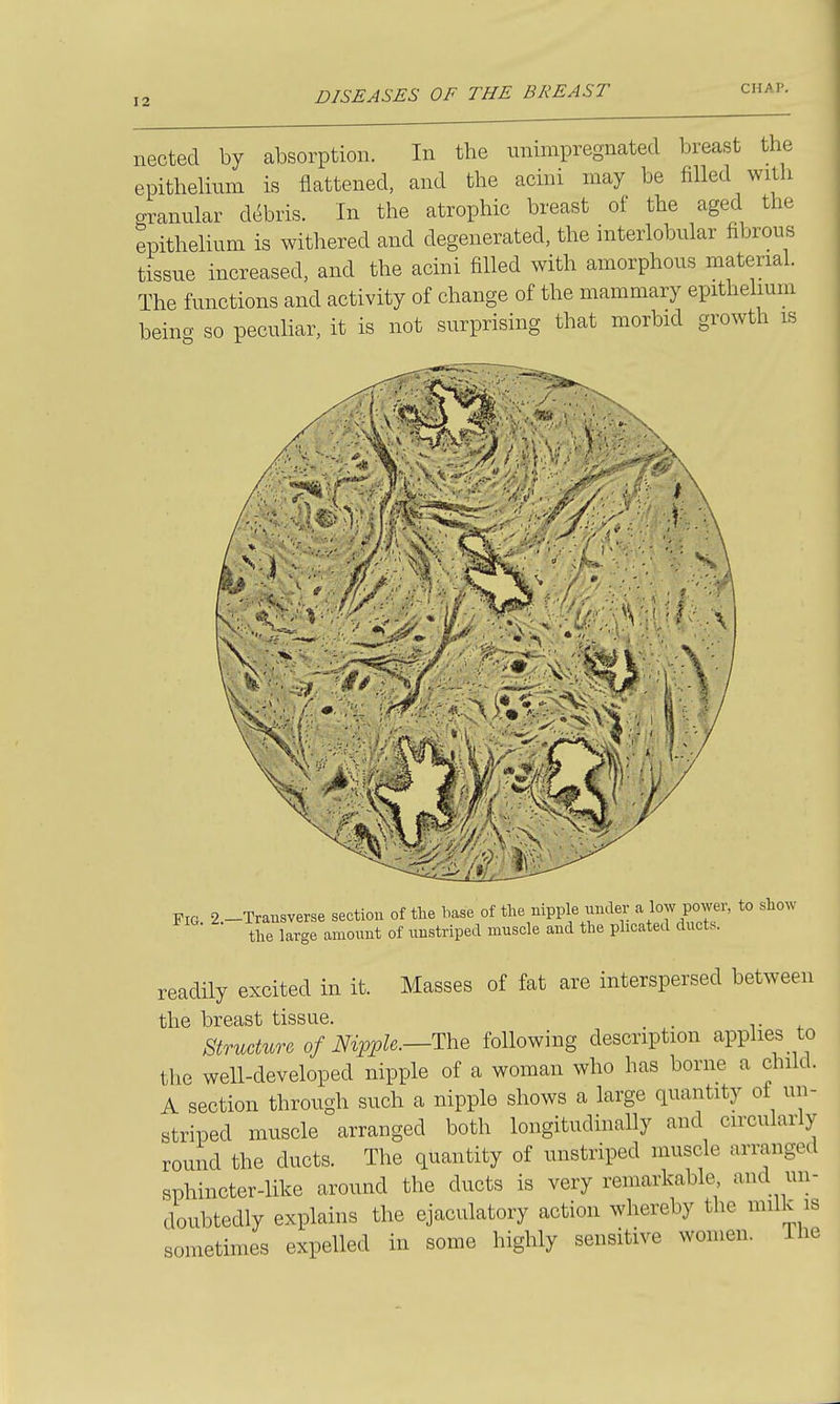 nected by absorption. In the unimpregnated breast the epithelium is flattened, and the acini may be filled with aranular debris. In the atrophic breast of the aged the epithelium is withered and degenerated, the interlobular fibrous tissue increased, and the acini filled with amorphous material. The functions and activity of change of the mammary epithelium being so peculiar, it is not surprising that morbid growth is ' Jl:h ><:.: ' ^ '/Jk w .' ■ PIG. 2.-Transverse section of the base of the nipple imder a low power, to show the large amount of uustriped muscle and the plicated ducts. readily excited in it. Masses of fat are interspersed between the breast tissue. . . Structure of Nipple.—The following description applies to the well-developed nipple of a woman who has borne a child. A section through such a nipple shows a large quantity of uu- striped muscle arranged both longitudinally and circularly round the ducts. The quantity of unstriped muscle arranged sphincter-like around the ducts is very remarkable and un- doubtedly explains the ejaculatory action whereby the milk is sometimes expelled in some highly sensitive women. The