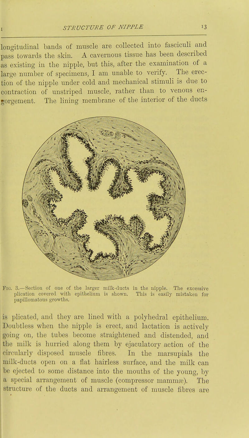 STRUCTUI^E OF NIPPLE longitudinal bands of muscle are collected into fasciculi and pass towards the skin. A cavernous tissue has been described as existing in the nipple, but this, after the examination of a large number of specimens, I am unable to verify. The erec- tion of the nipple under cold and mechanical stimuli is due to contraction of unstriped muscle, rather than to venous en- gorgement. The lining membrane of the interior of the ducts Fir;. 3.— Section of one of the larger milk-ducts in the nipple. The excessive plication covered with epithelium is shown. This is easily mistaken for papillomatous growths. is plicated, and they are lined with a polyhedral epithelium. Doubtless when the nipple is erect, and lactation is actively going on, the tubes become straightened and distended, and the milk is hurried along them by ejaculatory action of the circularly disposed muscle fibres. In the marsupials the milk-ducts open on a flat hairless surface, and the milk can j be ejected to some distance into the mouths of the young, by a special arrangement of muscle (compressor mamnue). The ; structure of the ducts and arrangement of muscle fibres are