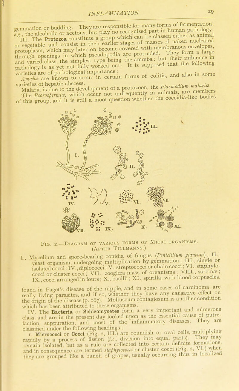 gemmation or budding. They are responsible for ^^^SES eg., the alcoholic or acetous, but play no cognised part mlru^^^^ III. The Protozoa constitute a group which can be Massed either s or vegetable, and consist in their earlier stages of ^ses of naked protoplasm, which may later on become covered ^^^embranous envelopes through openings in which pseudopodia are Protr£dedhn.T,^ and varied class the simplest type being the amoeba, ^V^^S^ pathology is as yet not fully worked out. It is supposed that the tallowing ^^^ttt^T^n forms of colitis, and also in some of a protozoon, the ^^^s The Psorosptrmi*. which occur not unfrequently in animals are members of this group and it is still a moot question whether the coccidia-like bodies -V. IX. Fig. 2.—Diagram of various forms of Micro-organisms. (After Tillmanns.) I Mycelium and spore-bearing conidia of fungus {PcniciWum glaucum); II.,  yeast organism, undergoing multiplication by gemmation ; III., single or isolated cocci; IV., diplococci; V., streptococci or chain cocci, VI staphylo- cocci or cluster cocci; VII., zooglcea mass of organisms ; VIII., sarcmae ; IX., cocci arranged in fours ; X., bacilli; XL, spirilla, with blood corpuscles. found in Paget's disease of the nipple, and in some cases of carcinoma, are really living parasites, and if so, whether they have any causative effect on the origin of the disease (p. 167). Molluscum contagiosum is another condition which has been attributed to these organisms. _ IV The Bacteria or Schizomycetes form a very important and numerous class, and are in the present day looked upon as the essential cause oi putre- faction, suppuration, and most of the inflammatory diseases, lney are classified under the following headings : 1 Micrococci or Cocci (Fig. 2, III.) are roundish or oval cells, multiplying rapidly by a process of fission (i.e., division into equal parts). 1 hey may remain isolated, but as a rule are collected into certain definite formations, and in consequence are termed staphylococci or cluster cocci (Fig. 2, VI.) wnen they are grouped like a bunch of grapes, usually occurring thus In localized