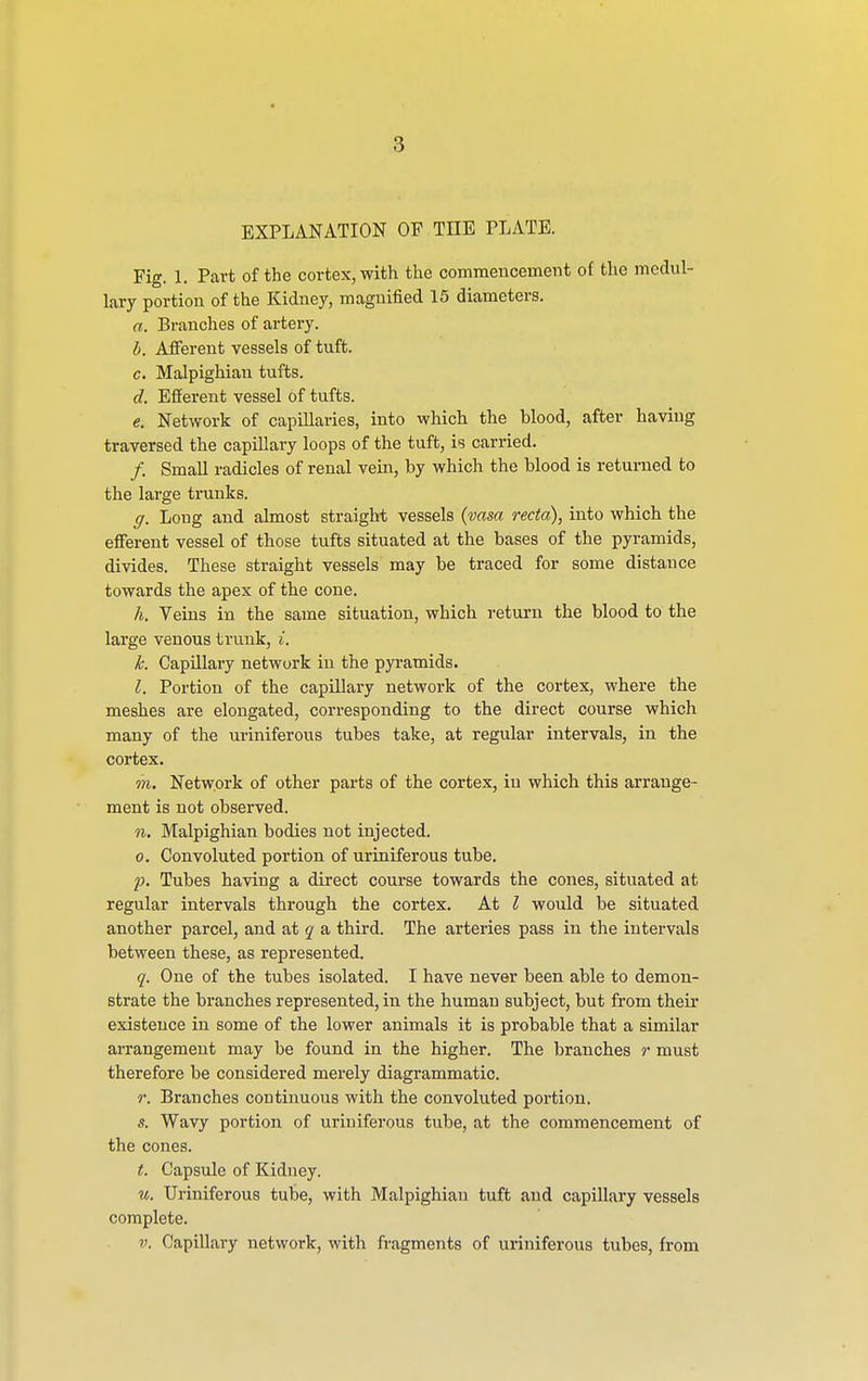 EXPLANATION OF THE PLATE. Fig. 1. Part of the cortex, with the commencement of the medul- lary portion of the Kidney, magnified 15 diameters. a. Branches of artery. b. Afferent vessels of tuft. c. Malpighian tufts. cl. Efferent vessel of tufts. e. Network of capillaries, into which the blood, after haviug traversed the capillary loops of the tuft, is carried. /. Small radicles of renal vein, by which the blood is returned to the large trunks. g. Long and almost straight vessels (vasa recta), into which the efferent vessel of those tufts situated at the bases of the pyramids, divides. These straight vessels may be traced for some distance towards the apex of the cone. h. Veins in the same situation, which return the blood to the large venous trunk, i. k. Capillary network in the pyramids. I. Portion of the capillary network of the cortex, where the meshes are elongated, corresponding to the direct course which many of the uriniferous tubes take, at regular intervals, in the cortex. m. Network of other parts of the cortex, iu which this arrange- ment is not observed. n. Malpighian bodies not injected. o. Convoluted portion of uriniferous tube. p. Tubes having a direct course towards the cones, situated at regular intervals through the cortex. At I would be situated another parcel, and at q a third. The arteries pass in the intervals between these, as represented. q. One of the tubes isolated. I have never been able to demon- strate the branches represented, in the human subject, but from their existence in some of the lower animals it is probable that a similar arrangement may be found in the higher. The branches r must therefore be considered merely diagrammatic. r. Branches continuous with the convoluted portion. s. Wavy portion of uriniferous tube, at the commencement of the cones. t. Capsule of Kidney. u. Uriniferous tube, with Malpighian tuft and capillary vessels complete. v. Capillary iietwork, with fragments of uriniferous tubes, from