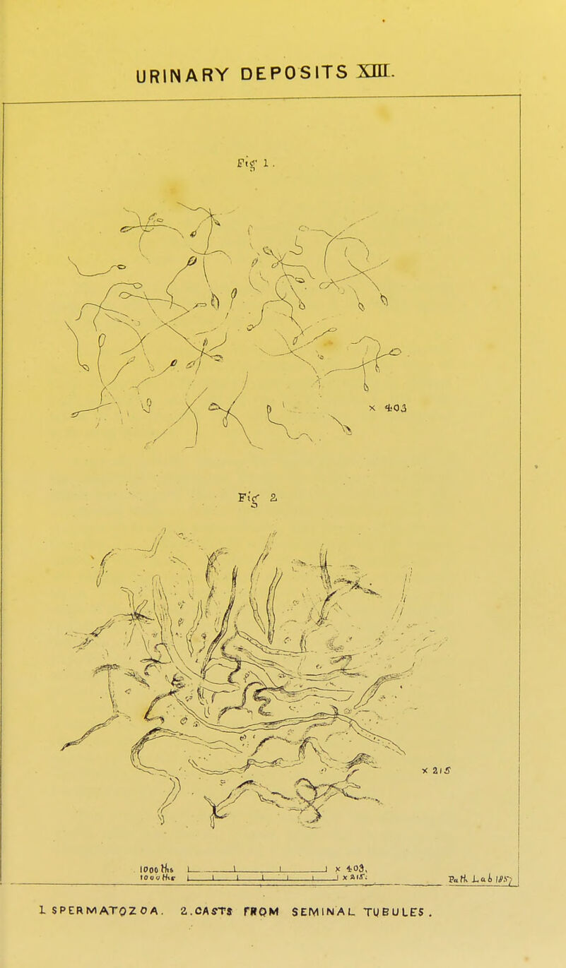 Ft'g- 1 . looo His 1 1 i i * *°3. 1 SPERMATOZOA. 2.0ASTJ FROM SEMINAL TUBULES.