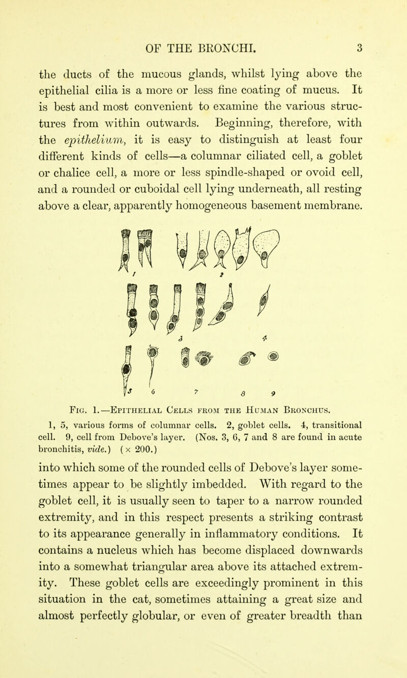 the ducts of the mucous glands, whilst lying above the epithelial cilia is a more or less line coating of mucus. It is best and most convenient to examine the various struc- tures from within outwards. Beginning, therefore, with the epithelium, it is easy to distinguish at least four different kinds of cells—a columnar ciliated cell, a goblet or chalice cell, a more or less spindle-shaped or ovoid cell, and a rounded or cuboidal cell lying underneath, all resting above a clear, apparently homogeneous basement membrane. Fig, 1.—Epithelial Cells from the Human Bronchus. 1, 5, various forms of columnar cells. 2, goblet cells. 4, transitional cell. 9, cell from Debov^e's layer. (Nos. 3, 6, 7 and 8 are found in acute bronchitis, w'cZe.) (x 200.) into which some of the rounded cells of Debove's layer some- times appear to be slightly imbedded. With regard to the goblet cell, it is usually seen to taper to a narrow rounded extremity, and in this respect presents a striking contrast to its appearance generally in inflammatory conditions. It contains a nucleus which has become displaced downwards into a somewhat triangular area above its attached extrem- ity. These goblet cells are exceedingly prominent in this situation in the cat, sometimes attaining a great size and almost perfectly globular, or even of greater breadth than