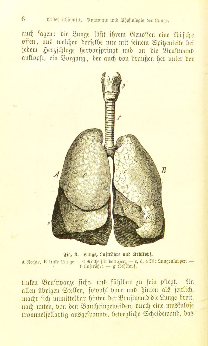elfter S(&([f)nitt. Shintomic unb ip^ijfiologic bcr 2imgc. aucf) jagen: bie Simge Vä\]t ifjvcm ©euofKn eine 9Hfd)c offen, au§ lucldjer berfelüe nur mit feinem ©piljenteite bei jebem ^erjfdjlnge tjerüorfpringt unb an bic 33ruftmaub anflopft, ein 58organg, ber aud§ üon brauf5en Tjer unter ber gio. 3. Sunoe, fiuftrb^rc unb «cftltopf. A Wecfjtc, B Imtc fiuiiflc — C 0?ifcf)c für baä Cicij — c, d, e Sic £iiiiacii[npt)cu — f Üiiftrüfjve — g SeljÜDpf. linfen Sßruftuiarje fidjt= unb füfjIOar ju fein pftcgt. 5(u atten übrigen (Stetten, fomotjt born unb Ijinten ntsi fcitlic^, madjt fidj unmittelbar tjinter ber 93ruftUiaub bieSnnge breit, uadj unten, ümi ben iBnudjeiugeuieiben, buvd) eine nut§fulöfc trommelfeaartig au§gefpnnnte, beuiegtidjc ©d}eibciünub, ba§