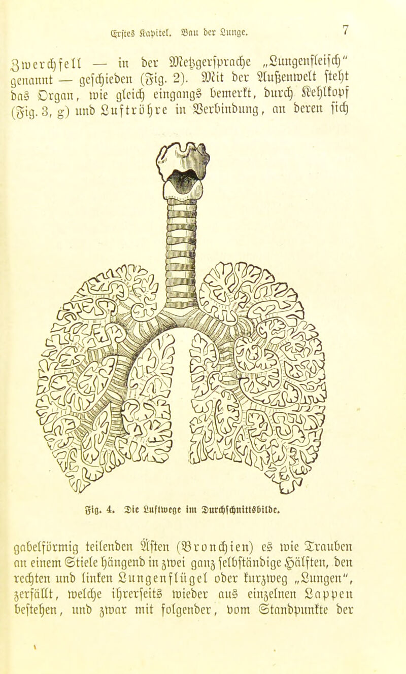 ^rfteS MpitcU Sßnit bcr Suitgc. 3iuevd)fen — in ber 9Jieügcr[prac^e „Simgenfleifct) genannt — gefcf)teben (gig. 2). mit ber Slufeenraett fteljt bn§ Drgan, luie gteid) eingangs bemevft, burc^ Mjlfopf (g-ig. 3, g) unb ßuftröfjre in SSednnbung, an beren ficf) gifl. 4. Sic Cufttseoc im Suri^fi^ntttSfiilbc. gabelförmig teilenben elften (58roncf)ien) e§ loie Strauben an einent ©tiele ^ängenb in jmei ganj jelbftänbige §nlften, ben rechten nnb (infen Sungenflügel ober tnrjiueg „Snngen, 5erfättt, n)etcf)e if)rerfeit§ lüieber an§ cinjelnen Sappen befielen, nnb 5tt)ar mit folgenber, Pom ©tanbpnnfte ber