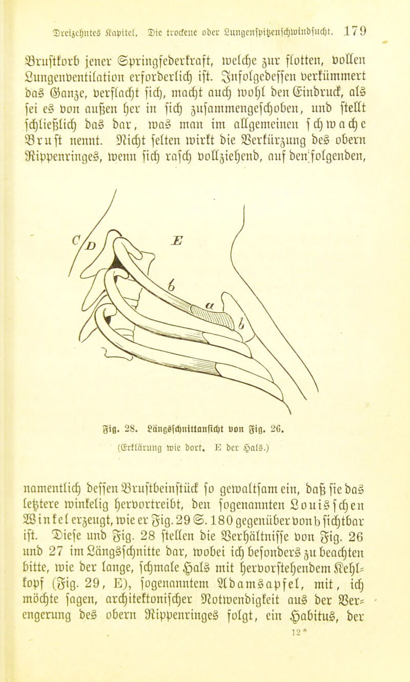 33ruftforb jener ©pringfeberfroft, iuelcf)e jur ffotten, öolleu Sungenbentilation erforber(iclE) ift. ^nfolgebeffeu üerfümmert ba§ ©anje, berffadjt fid), mad)t mdj IDO^I ben ©inbrucf, qI§ fei e§ bon außen f;er in ficf) ^ufammengefc^oben, nnb ftettt fcC)lie§licf) ba§ bar, raaS man im allgemeinen f cf) m a e SS ruft nennt. S^ic^t feiten tt)irlt bie SSerfüräung be§ obern 9fJippenringe§, tDenn ftcC) rafc^ öoHgiefjenb, auf ben;foIgenben, giß. 28. Soiiß«|*iiiltaiifi(i)t tion giß. 26. (ffirtläniiig trie bort. E bcr .'pnlä.) namentlicf) beffen 33ruftbeinftücf fo geiraÜfom ein, baßfiebaS leitete njinfelig T^ertiortreiOt, ben fogenonnten SouiSfcfien Söinf el erjeugt, irie er gig. 29 ©. 180 gegenüber bonbfi(i)tbar ift. ®iefe unb ^ig. 28 ftetten bie SSer^ältniffe bon gig. 26 unb 27 im 2äng§fct)nitte bar, mobei ic^ befonberS ^u beact)ten bitte, roie ber lange, fc^male §oI§ mit ^erborftefjenbem ^d)h fopf (gig. 29, E), fogenonntem 2(bam§apfel, mit, icl) möchte fagen, arcf)iteftonifc^er JJotmenbigfeit au§ ber SSer^ engerung be§ obern 9f{ippenringe§ folgt, ein ^obitu§, ber 12*