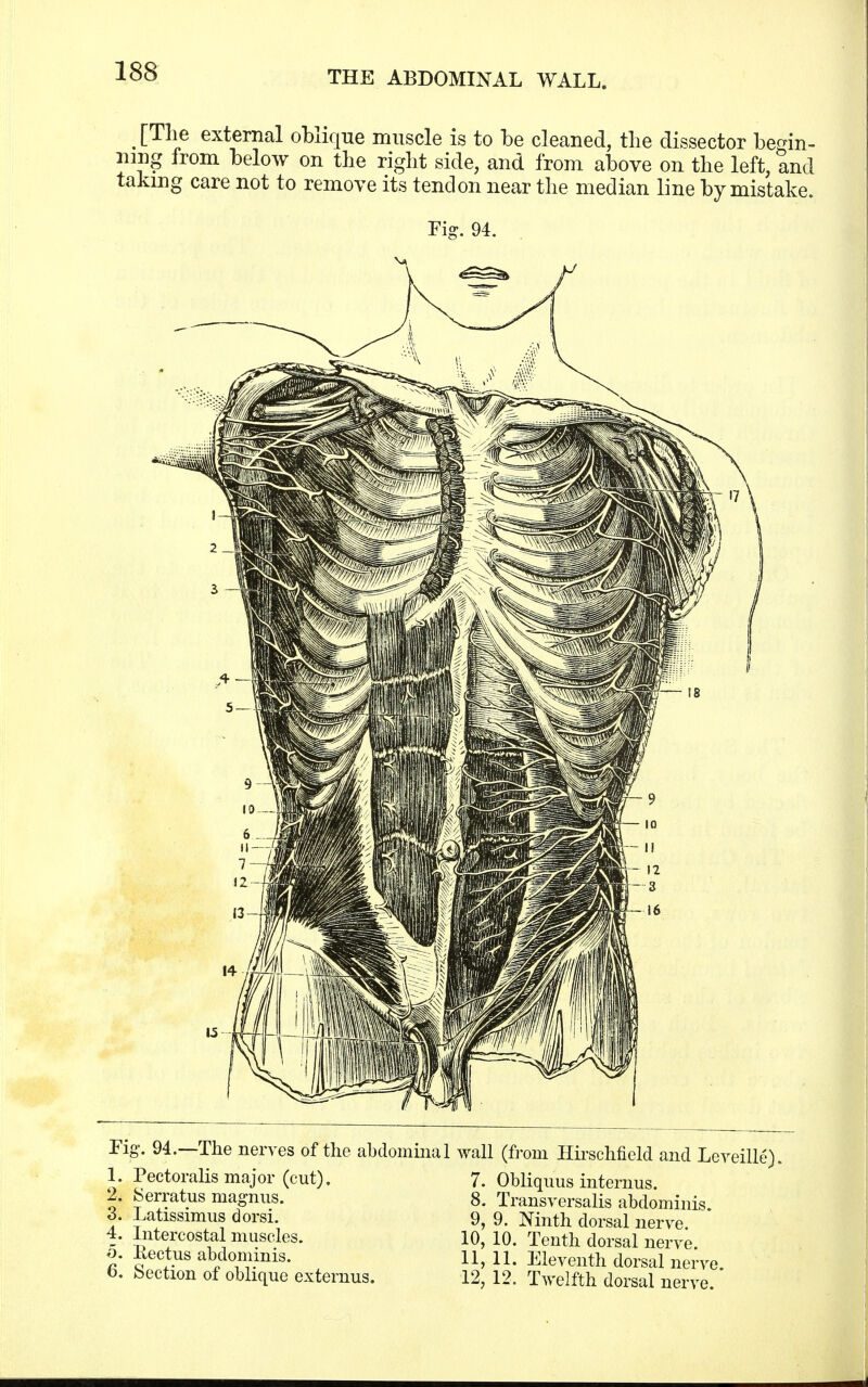 [The external oblique muscle is to be cleaned, the dissector begin- ning from below on the right side, and from above on the left, and taking care not to remove its tendon near the median line by mistake. Fig. 94. Fig. 94.—The nerves of the abdominal wall (from Hirschfield and Leveille). 1. Pectoralis major (cut). 7. Obliquus internus. 2. Serratus magnns. 8. Transversalis abdominis 3. Latissimus dorsi. 9, 9. Ninth dorsal nerve. 4. Intercostal muscles. 10, 10. Tenth dorsal nerve, o. Rectus abdominis. 11, 11. Eleventh dorsal nerve. t>. bection of oblique externus. 12, 12. Twelfth dorsal nerve