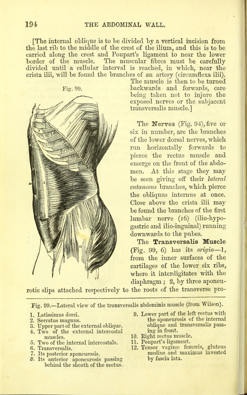 [The internal oblique is to be divided by a vertical incision from the last rib to the middle of the crest of the ilium, and this is to be carried along the crest and Poupart's ligament to near the lower border of the muscle. The muscular fibres must be carefully divided until a cellular interval is reached, in which, near the crista ilii, will be found the branches of an artery (circumflexa ilii). The muscle is then to be turned backwards and forwards, care being taken not to injure the exposed nerves or the subjacent transversalis muscle.] The Nerves (Fig. 94), five or six in number, are the branches of the lower dorsal nerves, which run horizontally forwards to pierce the rectus muscle and emerge on the front of the abdo- men. At this stage they may be seen giving off their lateral cutaneous branches, which pierce the obliquus interims at once. Close above the crista ilii may be found the branches of the first lumbar nerve (16) (ilio-hypo- gastric and ilio-inguinal) running downwards to the pubes. The Transversalis Muscle (Fig. 99, 6) has its origin—1, from the inner surfaces of the cartilages of the lower six ribs,, where it interdigitates with the diaphragm ; 2, by three aponeu- attached respectively to the roots of the transverse pro- rotic slips Fig. 99.—Lateral view of the transversalis abdominis muscle (from Wilson). 9. Lower part of the left rectus with the aponeurosis of the internal oblique and transversalis pass- ing in front. 10. Eight rectus muscle. 11. Poupart's ligament. 12. Tensor vagina) femoris, gluteus medius and maximus invested by fascia lata. 1. Latissimus dorsi. 2. Serratus magnus. 3. Upper part of the external oblique. 4. Two of the external intercostal muscles. 5. Two of the internal intercostals. 6. Transversalis. 7. Its posterior aponeurosis. 8. Its anterior aponeurosis passing behind the sheath of the rectus,