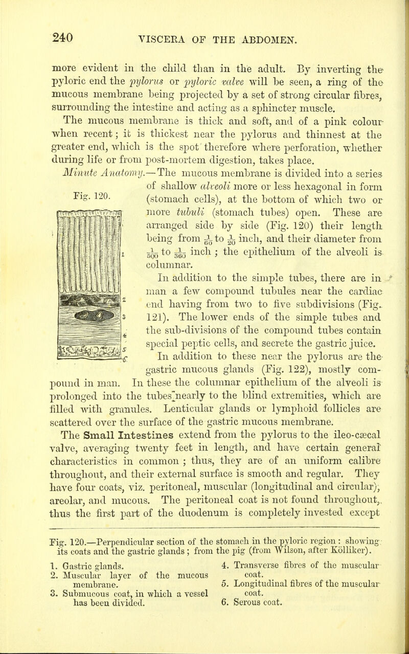 more evident in the child than in the adult. By inverting the pyloric end the pylorus or pyloric valve will be seen, a ring of the mucous membrane being projected by a set of strong circular fibres, surrounding the intestine and acting as a sphincter muscle. The mucous membrane is thick and soft, and of a pink colour- when recent; it is thickest near the pylorus and thinnest at the greater end, which is the spot therefore where perforation, whether during life or from post-mortem digestion, takes place. Minute Anatomy —-The mucous membrane is divided into a series- of shallow alveoli more or less hexagonal in form (stomach cells), at the bottom of which two or more tubuli (stomach tubes) open. These are arranged side by side (Fig. 120) their length being from J-to ^ inch, and their diameter from 50o to 360 ^ncn > tne epithelium of the alveoli is columnar. In addition to the simple tubes, there are in man a few compound tubules near the cardiac end having from two to five subdivisions (Fig. 121). The lower ends of the simple tubes and the sub-divisions of the compound tubes contain special peptic cells, and secrete the gastric juice. In addition to these near the pylorus are the' gastric mucous glands (Fig. 122), mostly com- pound in man. In these the columnar epithelium of the alveoli is prolonged into the tubes ^nearly to the blind extremities, which are rilled with granules. Lenticular glands or lymphoid follicles are scattered over the surface of the gastric mucous membrane. The Small Intestines extend from the pylorus to the ileo-csecal valve, averaging twenty feet in length, and have certain general characteristics in common ; thus, they are of an uniform calibre throughout, and their external surface is smooth and regular. They have four coats, viz. peritoneal, muscular (longitudinal and circular), areolar, and mucous. The peritoneal coat is not found throughout,, thus the first part of the duodenum is completely invested except Eig. 120.—Perpendicular section of the stomach hi the pyloric region : showing its coats and the gastric glands ; from the pig (from Wilson, after Kolliker). 1. Gastric glands. 4. Transverse fibres of the muscular 2. Muscular layer of the mucous coat. membrane. 5. Longitudinal fibres of the muscular 3. Submucous coat, in which a vessel coat. has been divided. 6. Serous coat. Fig. 120.