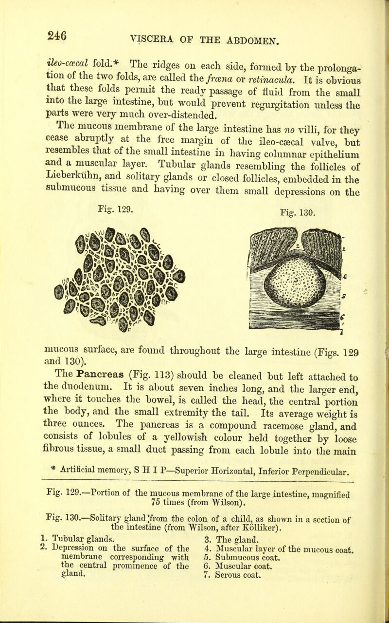 ileo-ccBcal fold * The ridges on each side, formed by the prolonga- tion of the two folds, are called thefrcena or retinacula. It is obvious that these folds permit the ready passage of fluid from the small into the large intestine, but would prevent regurgitation unless the parts were very much over-distended. The mucous membrane of the large intestine has no villi, for they cease abruptly at the free margin of the ileo-csecal valve, but resembles that of the small intestine in having columnar epithelium and a muscular layer. Tubular glands resembling the follicles of Lieberkiihn, and solitary glands or closed follicles, embedded in the submucous tissue and having over them small depressions on the 129- Fig. 130. mucous surface, are found throughout the large intestine (Ties 129 and 130). v * The Pancreas (Fig. 113) should be cleaned but left attached to the duodenum. It is about seven inches long, and the larger end, where it touches the bowel, is called the head, the central portion the body, and the small extremity the tail. Its average weight is three ounces. The pancreas is a compound racemose gland, and consists of lobules of a yellowish colour held together by loose fibrous tissue, a small duct passing from each lobule into the main * Artificial memory, SHI P—Superior Horizontal, Inferior Perpendicular. Fig. 129.—Portion of the mucous membrane of the large intestine, magnified 75 times (from Wilson). Fig. 130.—Solitary gland [from the colon of a child, as shown in a section of the intestine (from Wilson, after Kolliker). 1. Tubular glands. 3. The gland. 2. Depression on the surface of the 4. Muscular layer of the mucous coat. membrane corresponding with 5. Submucous coat, the central prominence of the 6. Muscular coat, gland. 7. Serous coat.