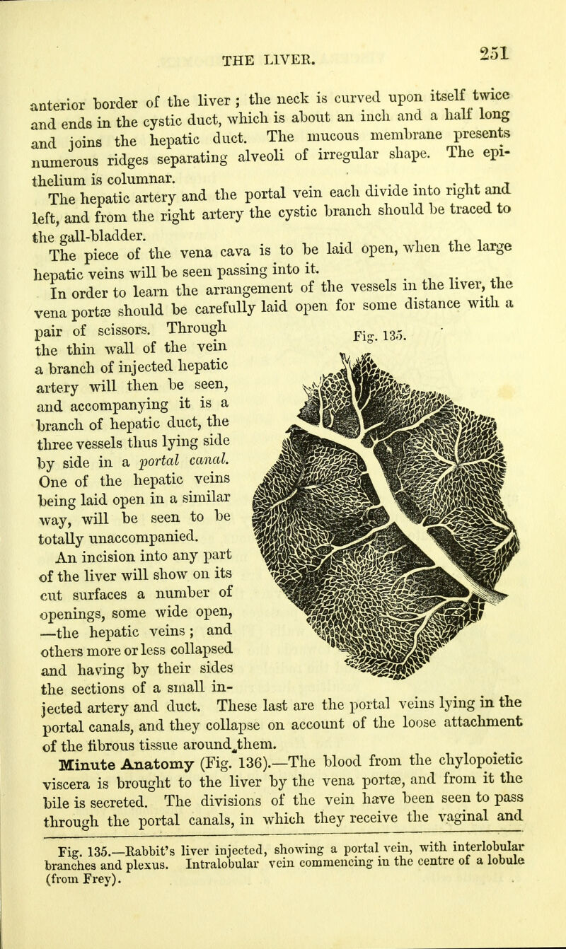 anterior border of the liver ; the neck is curved npon itself twice and ends in the cystic duct, which is about an inch and a half long and loins the hepatic duct. The mucous membrane presents numerous ridges separating alveoli of irregular shape. The epi- thelium is columnar. • T The hepatic artery and the portal vein each divide into right and left, and from the right artery the cystic branch should be traced to the gall-bladder. The piece of the vena cava is to be laid open, when the large hepatic veins will be seen passing into it. . , In order to learn the arrangement of the vessels m the liver, the vena portse should be carefully laid open for some distance with a pair of scissors. Through the thin wall of the vein a branch of injected hepatic artery will then be seen, and accompanying it is a branch of hepatic duct, the three vessels thus lying side by side in a portal canal One of the hepatic veins being laid open in a similar way, will be seen to be totally unaccompanied. An incision into any part of the liver will show on its cut surfaces a number of openings, some wide open, —the hepatic veins; and others more or less collapsed and having by their sides the sections of a small in- jected artery and duct. These last are the portal veins lying in the portal canals, and they collapse on account of the loose attachment of the fibrous tissue around^them. Minute Anatomy (Fig. 136).—The blood from the chylopoietic viscera is brought to the liver by the vena portse, and from it the bile is secreted. The divisions of the vein have been seen to pass through the portal canals, in which they receive the vaginal and Fig. 135.—Rabbit's liver injected, showing a portal vein, with interlobular branches and plexus. Intralobular vein commencing m the centre of a lobule (from Frey).