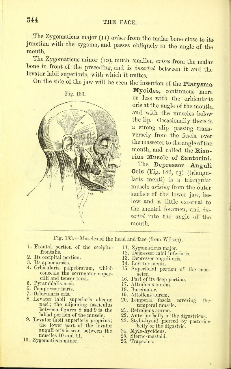 Fig. 183. ; The Zygomaticus major (i i) arises from the malar bone close to it* junction with the zygoma, and passes obliquely to the angle of the mouth. The Zygomaticus minor (10), much smaller, arises from the malar bone m front of the preceding, and is inserted between it and the levator labii superioris, with which it unites. On the side of the jaw will be seen the insertion of the Platysma Myoides, continuous more or less with the orbicularis- oris at the angle of the mouthy and with the muscles below the lip. Occasionally there is a strong slip passing trans- versely from the fascia over the masseter to the angle of the mouth, and called the Eiso- rius Muscle of Santorini. The Depressor Anguli Oris (Fig. 183, 13) (triangu- laris menti) is a triangular muscle arising from the outer surface of the lower jaw, be- low and a little external to the mental foramen, and in- serted into the angle of the mouth. Fig. 183.—Muscles of the 1. Frontal portion of the oceipito- frontalis. 2. Its occipital portion. 3. Its aponeurosis. 4. Orbicularis palpebrarum, which conceals the corrugator super- cilii and tensor tarsi. 5. Pyramidalis nasi. 6. Compressor naris. 7. Orbicularis oris. 8. Levator labii superioris alseque nasi; the adjoining fasciculus between figures 8 and 9 is the labial portion of the muscle. 9. Levator labii superioris proprius; the lower part, of the levator anguli oris is seen between the muscles 10 and 11. 10. Zygomaticus minor. ad and face (from Wilson). 11. Zygomaticus major. 12. Depressor labii inferioris. 13. Depressor anguli oris. 14. Levator menti. 15. Superficial portion of the mas- seter. 16. Part of its deep portion. 17- Attrahens aurem. 18. Buccinator. 19. Attollens aurem. 20. Temporal fascia covering the* temporal muscle. 21. Eetrahens aurem. 22. Anterior belly of the digastricus. 23. Stylo-hyoicl pierced by posterior belly of the digastric. 24. Mylo-hyoideus. 25. Sterno-mastoid. 26. Trapezius.