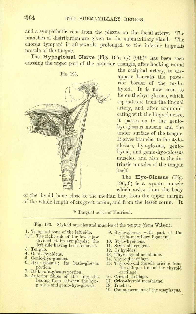 and a sympathetic root from the plexus on the facial artery. The branches of distribution are given to the submaxillary gland. The chorda tympani is afterwards prolonged to the inferior lingualis muscle of the tongue. The Hypoglossal Nerve (Fig. 195, 15) (9th)* has been seen crossing the upper part of the anterior triangle, after hooking round the occipital artery, to dis- appear beneath the poste- rior border of the mylo- hyoid. It is now seen to lie on the hyo-glossus, which separates it from the lingual artery, and after communi- cating with the lingual nerve, it passes on to the genio- hyo-glossus muscle and the under surface of the tongue. It gives branches to the stylo- glossus, hyo-glossus, genio- hyoid, and genio-hyo-glossus muscles, and also to the in- trinsic muscles of the tongue itself. The Hyo-Glossus (Fig. 196, 6) is a square muscle which arises from the body of the hyoid bone close to the median line, from the upper margin ^of the whole length of its great cornu, and from the lesser cornu. It * Lingual nerve of Harrison. Fig. 196.—Styloid muscles and b 1. Temporal bone of the left side. 2. 2. The right side of the lower jaw divided at its symphysis; the left side having been removed. 3. Tongue. 4. Genio-hyoideus. 5. Genio-hyo-glossus. 6. Hyo-glossus; its basio-glossus portion. 7. Its kerato-glossus portion. 8. Anterior fibres of the lingualis issuing from between the hyo- glossus and genio-hyo-glossus. ;cles of the tongue (from Wilson). 9. Stylo-glossus with part of the stylo-maxillary ligament. 10. Stylo-hyoideus. 11. Stylo-pharyngeus. 12. Oshyoides. 13. Thyro-hyoid membrane. 14. Thyroid cartilage. 15. Thyro-hyoid muscle arising from the oblique line of the thyroid cartilage. 16. Cricoid cartilage. 17. Crico-thyroid membrane. 18. Trachea. 19. Commencement of the oesophagus.