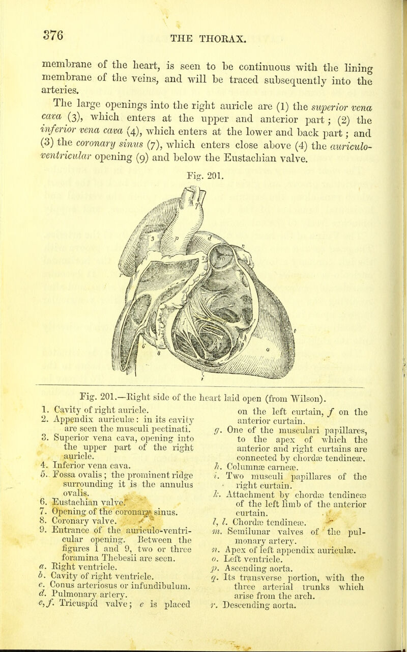 membrane of the heart, is seen to be continuous with the lining membrane of the veins, and will be traced subsequently into the arteries. The large openings into the right auricle are (1) the superior vena cava (3), which enters at the upper and anterior part; (2) the inferior vena cava (4), which enters at the lower and back part; and (3) the coronary sinus (7), which enters close above (4) the auriculo- ventricular opening (9) and below the Eustachian valve. Fig-. 201. Fig. 201.—Eight side of the heart 1. Cavity of right auricle. 2. Appendix auricula): in its cavity are seen the musculi pectinati. g. 3. Superior vena cava, opening into the^ upper part of the right auricle. 4. Inferior vena cava. 7i. 0. Fossa ovalis; the prominent ridge i. surrounding it is the annulus ovalis. Jc. 6. Eustachian valve. 7. Opening of the coronary sinus. 8. Coronary valve. 9. Entrance of the auriculo-ventri- cular opening. Between the figures 1 and 9, two or three foramina Thebesii are seen. a. Eight ventricle. b. Cavity of right ventricle. c. Conus arteriosus or infundibulum. d. Pulmonary artery. c,f. Tricuspid valve; e is placed laid open (from Wilson). on the left curtain, f on the anterior curtain. . One of the musculari papillares, to the apex of which the anterior and right curtains are connected by chordae tendinea?. . Columnse carneae. Two musculi papillares of the right curtain. Attachment by chorda) tendineoo of the left limb of the anterior curtain. /. Chorda) tendinea). , Semilunar valves of the pul- monary artery. Apex of left appendix auricula). Left ventricle. Ascending aorta. Its transverse portion, with the three arterial trunks wThich arise from the arch. Descending aorta.