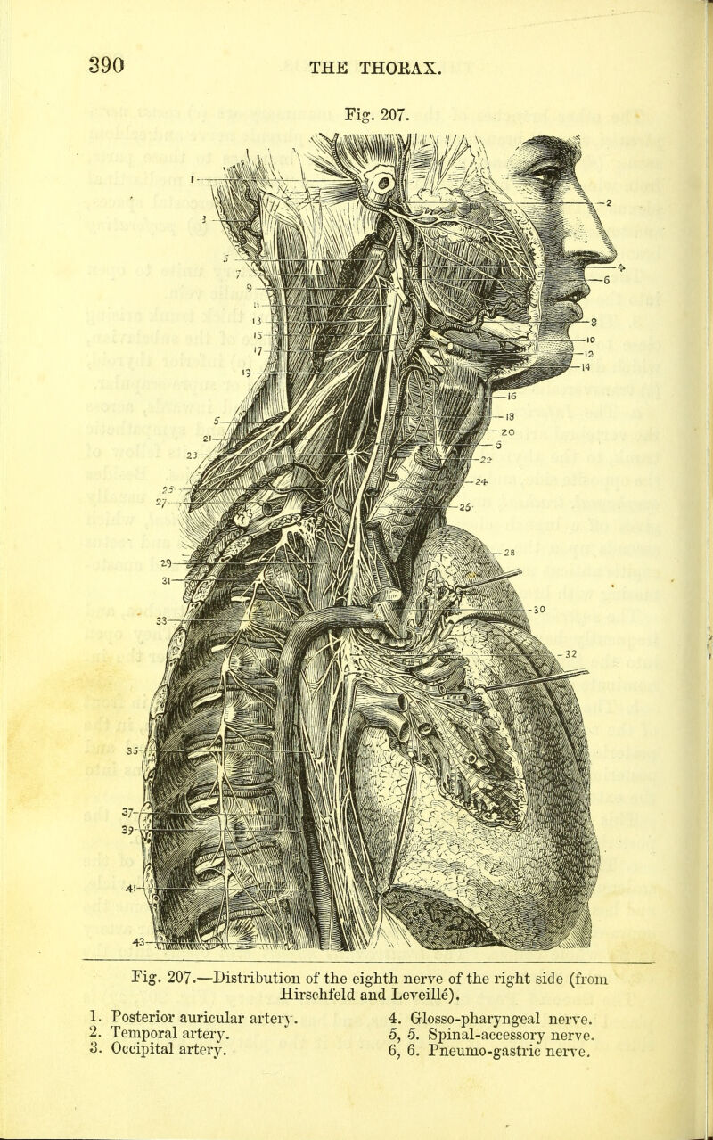 Fig. 207. Fig. 207.—Distribution of the eighth nerve of the right side (from Hirschfeld and Leveille). 1. Posterior auricular artery. 4. Glossopharyngeal nerve. 2. Temporal artery. 5, 5. Spinal-accessory nerve. 3. Occipital artery. 6, 6. Pneumo-gastric nerve.