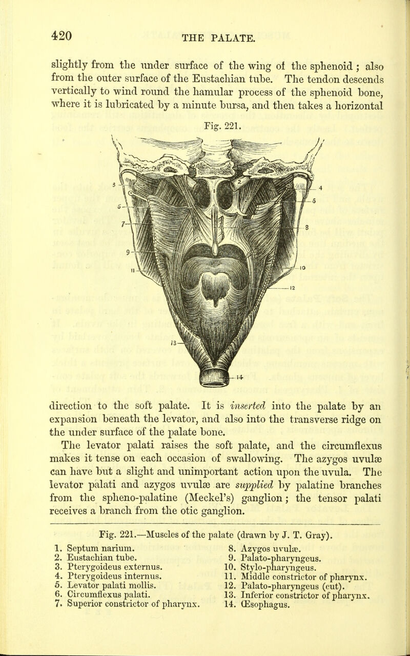 slightly from the under surface of the wing ol the sphenoid ; also from the outer surface of the Eustachian tube. The tendon descends vertically to wind round the hamular process of the sphenoid bone, where it is lubricated by a minute bursa, and then takes a horizontal Fig. 221. direction to the soft palate. It is inserted into the palate by an expansion beneath the levator, and also into the transverse ridge on the under surface of the palate bone. The levator palati raises the soft palate, and the circumflexus makes it tense on each occasion of swallowing. The azygos uvulae can have but a slight and unimportant action upon the uvula. The levator palati and azygos uvulse are supplied by palatine branches from the spheno-palatine (Meckel's) ganglion; the tensor palati receives a branch from the otic ganglion. Fig. 221.—Muscles of the palate (drawn by J. T. Gray). 1. Septum narium. 8. Azygos uvula?. 2. Eustachian tube. 9. Palato-pharyngeus. 3. Pterygoideus externus. 10. Stylo-pharyngeus. 4. Pterygoideus internus. 11. Middle constrictor of pharynx. 5. Levator palati mollis. 12. Palato-pharyngeus (cut). 6. Circumflexus palati. 13. Inferior constrictor of pharynx. 7. Superior constrictor of pharynx. 14. (Esophagus.