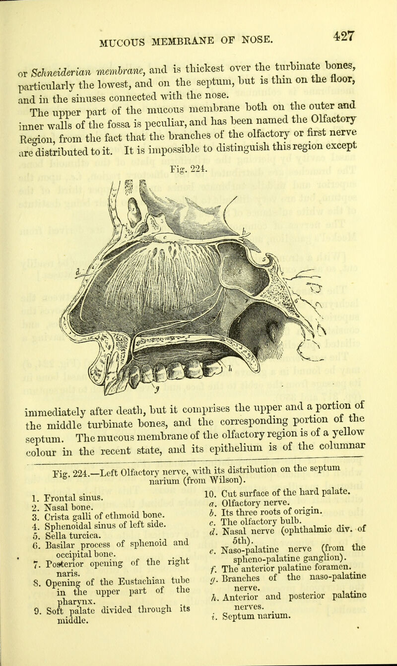 MUCOUS MEMBRANE OF NOSE. or Schneiderian membrane, and is thickest over the turbinate bones, particularly the lowest, and on the septum, but is thm on the floor, and in the sinuses connected with the nose. The upper part of the mucous membrane both on the outer arid inner walls of the fossa is peculiar, and has been named the Olfactory Re-ion, from the fact that the branches of the olfactory or first nerve are distributed to it. It is impossible to distinguish this region except Fig. 224. immediately after death, but it comprises the upper and abortion of the middle turbinate bones, and the corresponding portion ol the septum The mucous membrane of the olfactory region is of a yellow colour in the recent state, and its epithelium is of the columnar Fi- 224 —Left Olfactory nerve, with its distribution on the septum narium (from Wilson). 10. Cut surface of the hard palate. a. Olfactory nerve. Its three roots of origin. 1. Frontal sinus. 2. Nasal bone. 3. Crista galli of ethmoid bone. 4. Sphenoidal sinus of left side, o. Sella turcica. 6. Basilar process of sphenoid and occipital bone. 7. Posterior opening of the right naris. 8. Opening of the Eustachian tube in the upper part of the pharynx. 9. Soft palate divided through its middle. b. - c. The olfactory bulb. # d. Nasal nerve (ophthalmic div. of 5tl1)- e. Naso-palatine nerve (from the spheno-palatine ganglion). f. The anterior palatine foramen. ^ g. Branches of the naso-palatine nerve. h. Anterior and posterior palatine nerves. i. Septum narium.