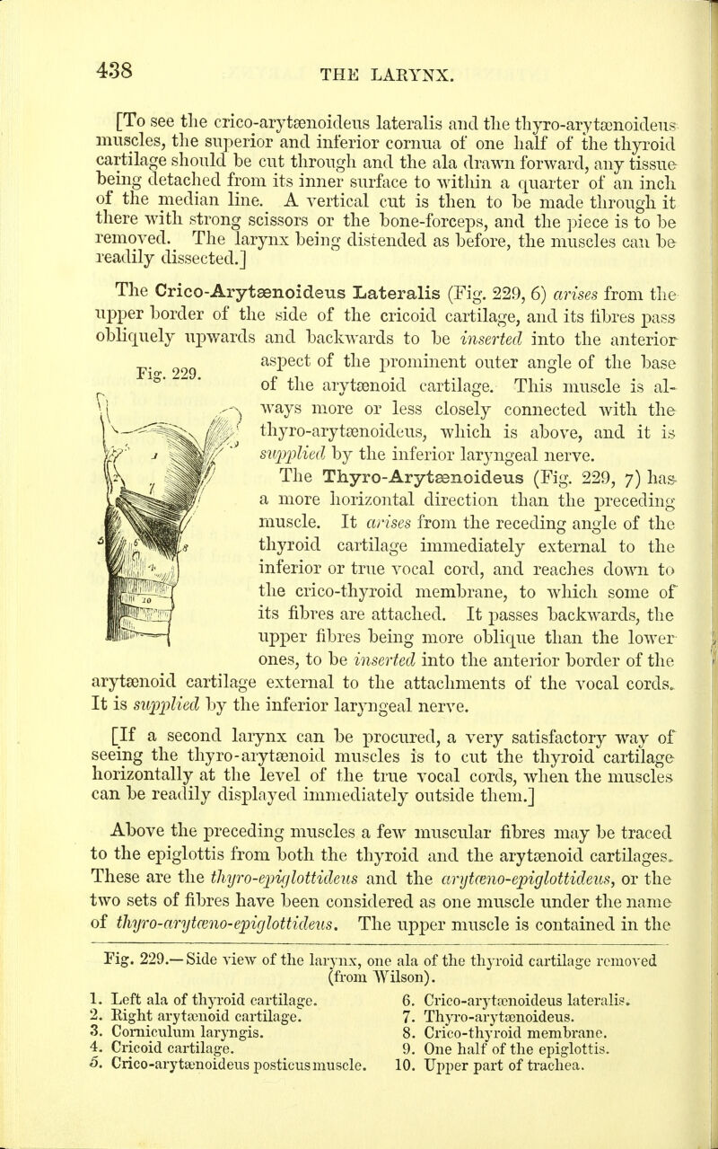 [To see the crico-arytsenoideus lateralis and the thyro-arytsenoideus muscles, the superior and inferior cornua of one half of the thyroid cartilage should be cut through and the ala drawn forward, any tissue being detached from its inner surface to within a quarter of an inch of the median line. A vertical cut is then to be made through it there with strong scissors or the bone-forceps, and the piece is to be removed. The larynx being distended as before, the muscles can be readily dissected.] The Crico-Arytasnoideus Lateralis (Fig. 229, 6) arises from the upper border of the side of the cricoid cartilage, and its fibres pass obliquely upwards and backwards to be inserted into the anterior aspect of the rjrominent outer angle of the base of the arytenoid cartilage. This muscle is al- ways more or less closely connected with the thyro-aryteenoideus, which is above, and it is supplied by the inferior laryngeal nerve. The Thyro-Aryteenoideus (Fig. 229, 7) has- a more horizontal direction than the preceding muscle. It arises from the receding angle of the thyroid cartilage immediately external to the inferior or true vocal cord, and reaches down to the crico-thyroid membrane, to which some of its fibres are attached. It passes backwards, the upper fibres being more oblique than the lower ones, to be inserted into the anterior border of the arytenoid cartilage external to the attachments of the vocal cords. It is supplied by the inferior laryngeal nerve. [If a second larynx can be procured, a very satisfactory way of seeing the thyro-arytenoid muscles is to cut the thyroid cartilage horizontally at the level of the true vocal cords, when the muscles can be readily displayed immediately outside them.] Above the preceding muscles a few muscular fibres may be traced to the epiglottis from both the thyroid and the arytenoid cartilages. These are the tliyro-epiglottideus and the arytceno-epiglottideus, or the two sets of fibres have been considered as one muscle under the name of thyro-arytceno-epiglottideus. The upper muscle is contained in the Fig. 229.—Side view of the larynx, one ala of the thyroid cartilage removed (from Wilson). 1. Left ala of thyroid cartilage. 6. Crico-arytamoideus lateralis. 2. Eight arytamoid cartilage. 7. Thyro-arytamoideus. 3. Corniculum laryngis. 8. Crico-thyroid membrane. 4. Cricoid cartilage. 9. One half of the epiglottis. 6. Crico-arytamoidens posticus muscle. 10. Upper part of trachea.