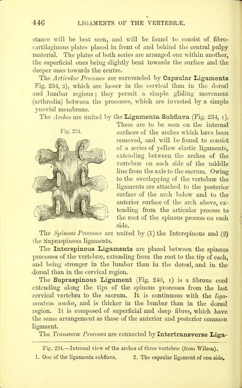 stance will be best seen, and will be found to consist of fibro- cartilaginous plates placed in front of and behind the central pulpy- material. The plates of both series are arranged one within another, the superficial ones being slightly bent towards the surface and the deeper ones towards the centre. The Articular Processes are surrounded by Capsular Ligaments Fig. 234, 2), which are looser in the cervical than in the dorsal and lumbar regions; they permit a simple gliding movement (arthrodia) between the processes, which are invested by a simple ynovial membrane. The Arches are united by the Ligamenta Subflava (Fig. 234, 1). These are to be seen on the internal surfaces of the arches which have been removed, and will be found to consist of a series of yellow elastic ligaments, extending between the arches of the vertebra) on each side of the middle line from the axis to the sacrum. Owing- to the overlapping of the vertebrae the ligaments are attached to the posterior surface of the arch below and to the anterior surface of the arch above, ex- tending from the articular process to the root of the spinous process on each side. The Spinous Processes are united by (1) the Interspinous and (2) the Supraspinous ligaments. The Interspinous Ligaments are placed between the spinous processes of the vertebra?, extending from the root to the tip of each, and being stronger in the lumbar than in the dorsal, and in the dorsal than in the cervical region. The Supraspinous Ligament (Fig. 240, 1) is a fibrous cord extending along the tips of the spinous processes from the last cervical vertebra to the sacrum. It is continuous with the liga- mentum nucha?, and is thicker in the lumbar than in the dorsal region. It is composed of superficial and deep fibres, which have the same arrangement as those of the anterior and posterior common ligament. The Transverse Processes are connected by Intertransverse Liga- Fig. 234.—Internal view of the arches of three vertebrae (from Wilson). 1. One of the ligamenta subflava. 2. The capsular ligament of one side. Fig. 234.