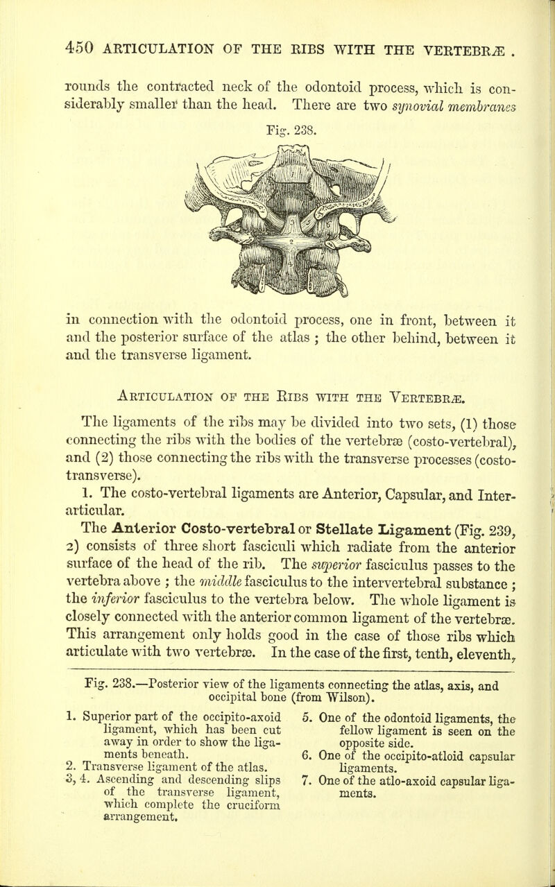 rounds the contracted neck of the odontoid process, which is con- siderably smaller than the head. There are two synovial membranes Fig. 238. ill connection with the odontoid process, one in front, between it and the posterior surface of the atlas ; the other behind, between it and the transverse ligament. Articulation of the Eibs with the Vertebrae. The ligaments of the ribs may be divided into two sets, (1) those connecting the ribs with the bodies of the vertebrae (costo-vertebral), and (2) those connecting the ribs with the transverse processes (costo- transverse). 1. The costo-vertebral ligaments are Anterior, Capsular, and Inter- articular. The Anterior Costo-vertebral or Stellate Ligament (Fig. 239, 2) consists of three short fasciculi which radiate from the anterior surface of the head of the rib. The swperior fasciculus passes to the vertebra above ; the middle fasciculus to the intervertebral substance ; the inferior fasciculus to the vertebra below. The whole ligament is closely connected with the anterior common ligament of the vertebra?. This arrangement only holds good in the case of those ribs which articulate with two vertebras. In the case of the first, tenth, eleventh^ Fig. 238.—Posterior view of the ligaments connecting the atlas, axis, and occipital bone (from Wilson). 1. Superior part of the occipito-axoid 5. One of the odontoid ligaments, the ligament, which has been cut fellow ligament is seen on the away in order to show the liga- opposite side. ments beneath. 6. One of the occipito-atloid capsular 2. Transverse ligament of the atlas. ligaments. 3. 4. Ascending and descending slips 7. One of the atlo-axoid capsular liga- of the transverse ligament, ments. which complete the cruciform arrangement.