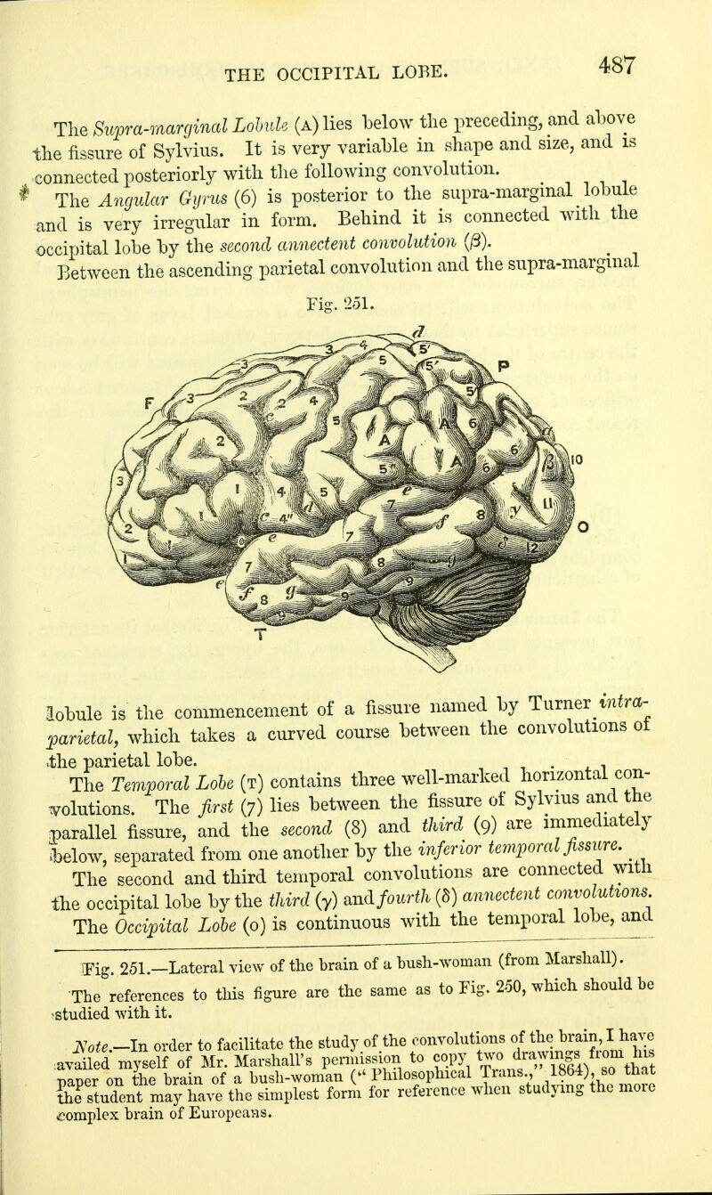 THE OCCIPITAL LOBE. The Supra-marginal Lobule (a) lies below the preceding, and above the fissure of Sylvius. It is very variable in shape and size, and is connected posteriorly with the following convolution. .... * The Angular Gyrus (6) is posterior to the supra-marginal lobule and is very irregular in form. Behind it is connected with the occipital lobe by the second annectent convolution (0). Between the ascending parietal convolution and the supra-marginal Fig. 251. lobule is the commencement of a fissure named by Turner parietal, which takes a curved course between the convolutions ot >the parietal lobe. . The Temporal Lobe (t) contains three well-marked horizontal con- volutions. The first (7) lies between the fissure of Sylvius and the parallel fissure, and the second (8) and third (o) are immediately •below, separated from one another by the inferior temporal fissure. The second and third temporal convolutions are connected With the occipital lobe by the third (y) zn& fourth (S) annectent convolutions The Occipital Lobe (o) is continuous with the temporal lobe, and IFig. 251.-Lateral view of the brain of a bush-woman (from Marshall). The references to this figure are the same as to Fig. 250, which should be studied with it. Zote.-ln order to facilitate the study of the convolutions rfJ^^J^hwj availed myself of Mr. Marshall's permission to copy T>aDer on the brain of a bush-woman ( Philosophical Trans., 1864), so that Student may have the simplest form for reference when studying the more complex brain of Europeans.