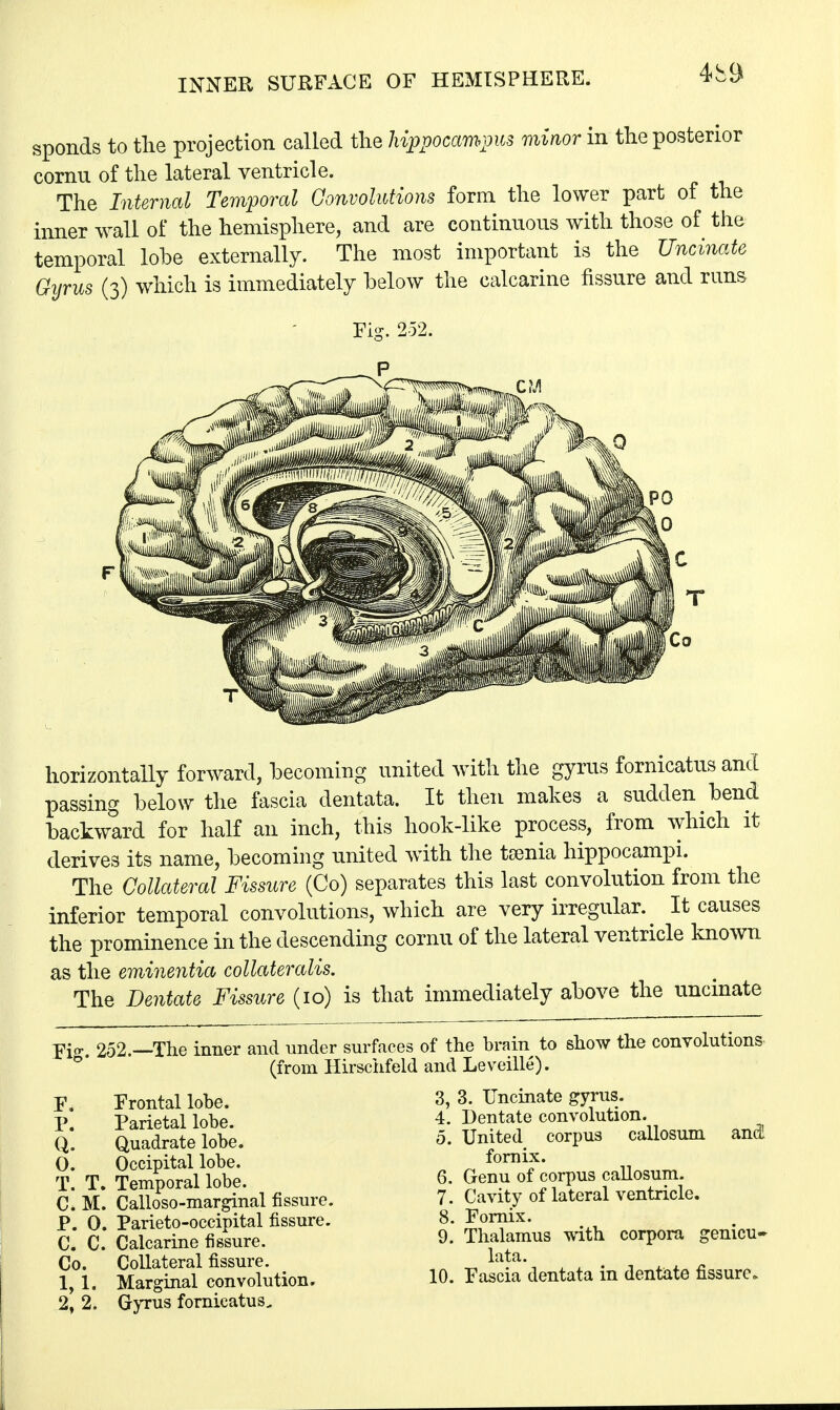 spends to the projection called the hippocampus minor in the posterior cornu of the lateral ventricle. The Internal Temporal Convolutions form the lower part of the inner wall of the hemisphere, and are continuous with those of the temporal lobe externally. The most important is the Uncinate Gyrus (3) which is immediately below the calcarine fissure and runs Fig. 252. horizontally forward, becoming united with the gyrus fornicatus and passing below the fascia dentata. It then makes a sudden bend backward for half an inch, this hook-like process, from which it derives its name, becoming united with the tamia hippocampi. The Collateral Fissure (Co) separates this last convolution from the inferior temporal convolutions, which are very irregular. It causes the prominence in the descending cornu of the lateral ventricle known as the eminentia collateralis. The Dentate Fissure (10) is that immediately above the uncinate Fig. 252.—The inner and under surfaces of the brain to show the convolutions (from Hirschfeld and Leveille). F. Frontal lobe. P. Parietal lobe. Q. Quadrate lobe. 0. Occipital lobe. T. T. Temporal lobe. C. M. Calloso-marginal fissure. P. 0. Parieto-occipital fissure. C. C. Calcarine fissure. Co. Collateral fissure. 1,1. Marginal convolution. 2, 2. Gyrus fornicatus. 3. 3. Uncinate gyrus. 4. Dentate convolution. 5. United corpus callosum and fornix. 6. Genu of corpus callosum. 7. Cavity of lateral ventricle. 8. Fornix. 9. Thalamus with corpora genicu- lata. 10. Fascia dentata in dentate fissure.