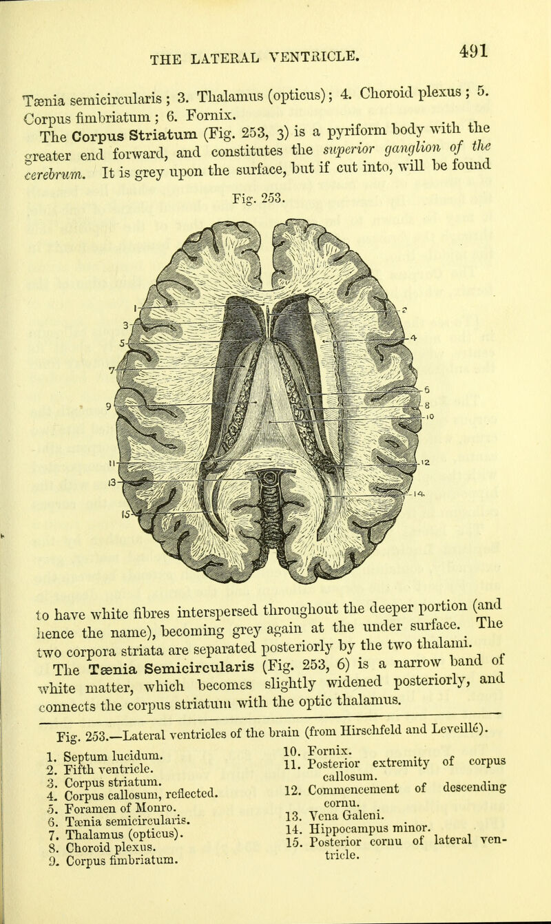 Tsenia semicircularis ; 3. Thalamus (opticus); 4. Choroid plexus ; 5. Corpus fimbriatum ; 6. Fornix. The Corpus Striatum (Fig. 253, 3) is a pynform body with the greater end forward, and constitutes the superior ganglion of the terebrum. It is grey upon the surface, but if cut into, will be found Fie. 253. to have white fibres interspersed throughout the deeper portion (and hence the name), becoming grey again at the under surface. _ Hie two corpora striata are separated posteriorly by the two thalami. The Tsenia Semicircularis (Fig. 253, 6) is a narrow band 0 white matter, which becomes slightly widened posteriorly, and connects the corpus striatum with the optic thalamus. ^ Fig. 253.-Lateral ventricles of the brain (from Hirschfeld and Leveille). Jt§CSB' Ui Posterior extremity of corpus £3&3££»**a. 12. Comment of descending o. Foramen of Monro. C°rrUi»„; 6. Tamia semicircularis. 13- Vena Galeni. 9. Corpus fimbriatum. tucie-