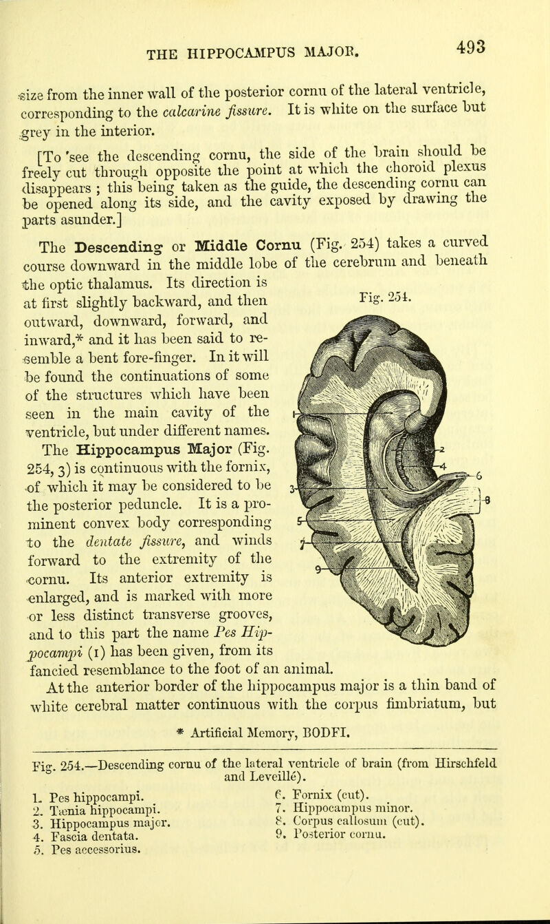 THE HIPPOCAMPUS MAJOR. Fiff. 254. •size from the inner wall of the posterior cornu of the lateral ventricle, corresponding to the calcarine fissure. It is white on the surface but grey in the interior. [To 'see the descending cornu, the side of the brain should be freely cut through opposite the point at which the choroid plexus disappears ; this'being taken as the guide, the descending cornu can be opened along its side, and the cavity exposed by drawing the parts asunder.] The Descending or Middle Cornu (Fig. 254) takes a curved course downward in the middle lobe of the cerebrum and beneath the optic thalamus. Its direction is at first slightly backward, and then outward, downward, forward, and inward,* and it has been said to re- semble a bent fore-finger. In it will be found the continuations of some of the structures which have been seen in the main cavity of the ventricle, but under different names. The Hippocampus Major (Fig. 254, 3) is continuous with the fornix, of which it may be considered to be the posterior peduncle. It is a pro- minent convex body corresponding to the dentate fissure, and winds forward to the extremity of the «ornu. Its anterior extremity is enlarged, and is marked with more or less distinct transverse grooves, and to this part the name Pes Hip- pocam'pi (1) has been given, from its fancied resemblance to the foot of an animal. At the anterior border of the hippocampus major is a thin band of white cerebral matter continuous with the corpus fimbriatum, but * Artificial Memory, BODFI. Fiff. 254. Descending cornu of the lateral ventricle of brain (from Hirschfeld and Leveille). L Pes hippocampi. f. Fornix (cut). 2. Taenia hippocampi. 7. Hippocampus minor. 3. Hippocampus major. 8. Corpus callosum (cut). 4. Fascia dentata. 9. Posterior cornu. 5. Pes accessorius.