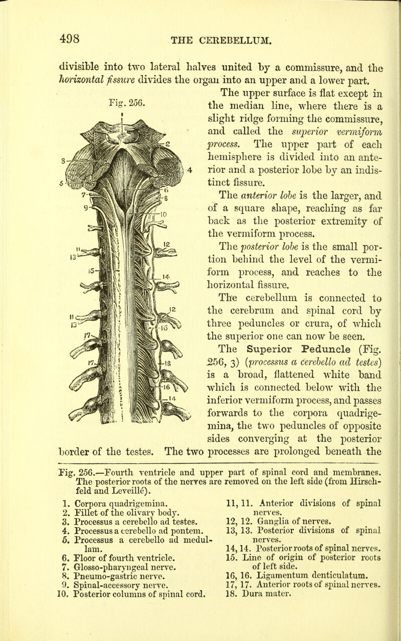 divisible into two lateral halves united by a commissure, and the horizontal fissure divides the organ into an upper and a lower part. The upper surface is flat except in 25o>- the median line, where there is a slight ridge forming the commissure, and called the superior vermiform process. The upper part of each hemisphere is divided into an ante- rior and a posterior lobe by an indis- tinct fissure. The anterior lobe is the larger, and of a square shape, reaching as far back as the posterior extremity of the vermiform process. The posterior lobe is the small por- tion behind the level of the vermi- form process, and reaches to the horizontal fissure. The cerebellum is connected to the cerebrum and spinal cord by three peduncles or crura, of which the superior one can now be seen. The Superior Peduncle (Fig. .256, 3) (processus a cerebello ad testes) is a broad, flattened white band which is connected below with the inferior vermiform process, and passes forwards to the corpora quadrige- mina, the two peduncles of opposite sides converging at the posterior border of the testes. The two processes are prolonged beneath the Fig. 256.—Fourth ventricle and upper The posterior roots of the nerves are feld and Leveille). 1. Corpora quadrigeniina. 2. Fillet of the olivary body. 3. Processus a cerebello ad testes. 4. Processus a cerebello ad pontem. 5. Processus a cerebello ad medul- lam. 6. Floor of fourth ventricle. 7. Glosso-pharyngeal nerve. 8. Pneumo-gastric nerve. 9. Spinal-accessory nerve. 10. Posterior columns of spinal cord. part of spinal cord and membranes, removed on the left side (from Hirsch- 11, 11. Anterior divisions of spinal nerves. 12, 12. Ganglia of nerves. 13, 13. Posterior divisions of spinal nerves. 14,14. Posterior roots of spinal nerves. 15. Line of origin of posterior roots of left side. 16, 16. Ligamentum denticulatum. 17, 17. Anterior roots of spinal nerves. 18. Dura mater.