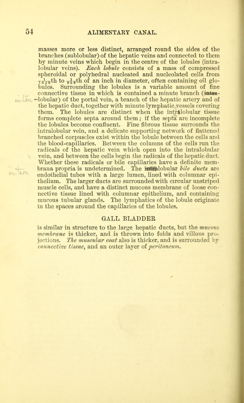 masses more or less distinct, arranged round tlie sides of the branches (sublobular) of the hepatic veins and connected to them by minute veins which begin in the centre of the lobules (intra- lobular veins). Each lobule consists of a mass of compressed spheroidal or polyhedral nucleated and nucleolated cells from Y/3-gth to -giijth of an inch in diameter, often containing oil glo- bules. Surrounding the lobules is a variable amount of fine connective tissue in which is contained a minute branch —lobular) of the portal vein, a branch of the hepatic artery and of the hepatic duct, together with minute lymphatic vessels covering them. The lobules are distinct when the intralobular tissue forms complete septa around them; if the septa are incomplete the lobules become confluent. Fine fibrous tissue surrounds the intralobular vein, and a delicate supporting network of flattened branched corpuscles exist within the lobule between the cells and the blood-capillaries. Between the columns of the cells run the radicals of the hepatic vein which open into the intralobular vein, and between the cells begin the radicals of the hepatic duct. Whether these radicals or bile capillaries have a definite mem- brana propria is undetermined. The iiaf^lobular Mle ducts are endothelial tubes with a large lumen, hned with columnar epi- thelium. The larger ducts are surrounded with circular unstriped muscle cells, and have a distinct mucous membrane of loose con- nective tissue lined with columnar epithelium, and containing mucous tubular glands. The lymphatics of the lobule originate in the spaces around the capillaries of the lobules. GALL BLADDER is similar in structure to the large hepatic ducts, but the mucous membrane is thicker, and is thrown into folds and villous pro- jections. The muscular coat also is thicker, and is surrounded by connective tissue^ and an outer layer ot 2)critoneum.