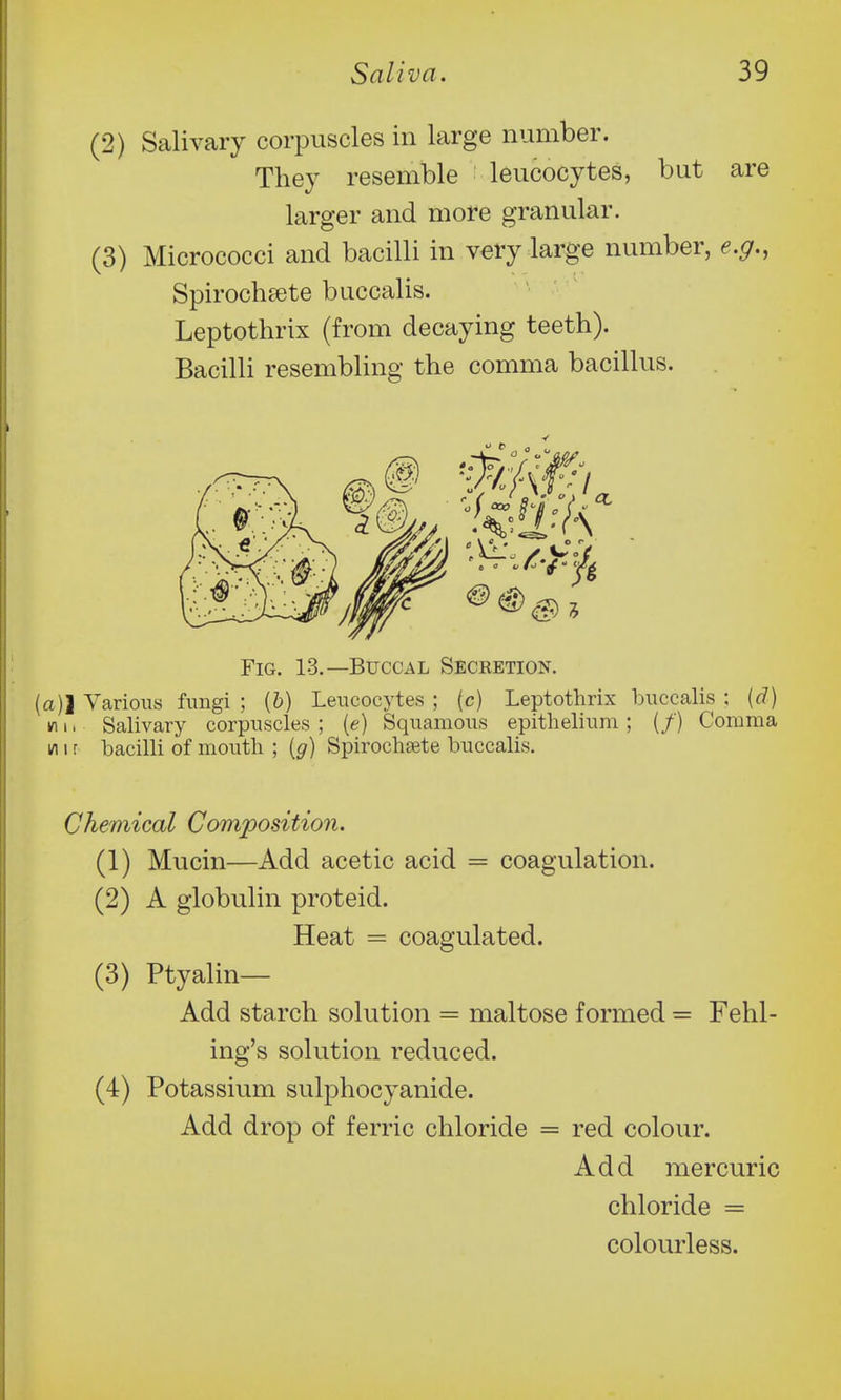 (2) Salivary corpuscles in large number. They resemble leucocytes, but are larger and more granular. (3) Micrococci and bacilli in very large number, e.g., Spirocheete buccalis. Leptothrix (from decaying teeth). Bacilli resembling the comma bacillus. Fig. 13.—Buccal Secretion. (a)J Yarioiis fungi ; (&) Leucocytes ; (c) Leptothrix buccalis : [d) Ml, Salivary corpuscles ; [e] Squamous epithelium; (/) Comma m I r bacilli of mouth ; [g) Spirochajte buccalis. Chemical Composition. (1) Mucin—Add acetic acid = coagulation. (2) A globulin proteid. Heat = coagulated. (3) Ptyalin— Add starch solution = maltose formed = Fehl- ing's solution reduced. (4) Potassium sulphocyanide. Add drop of ferric chloride = red colour. Add mercuric chloride = colourless.