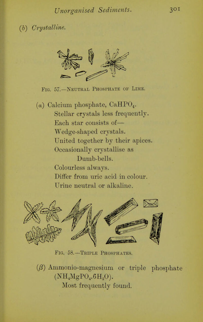 (b) Crystalline. Fig. 57.—Neutral Phosphate of Lime. (a) Calcium phosphate, CaHP04. Stellar crystals less frequently. Each star consists of— Wedge-shaped crystals. United together by their apices. Occasionally crystallise as Dumb-bells. Colourless always. Differ from uric acid in colour. Urine neutral or alkaline. Fig. 58.—Triple Phosphates. (^) Ammonio-magnesium or triple phosphate (NH,MgP04.6H20). Most frequently found.