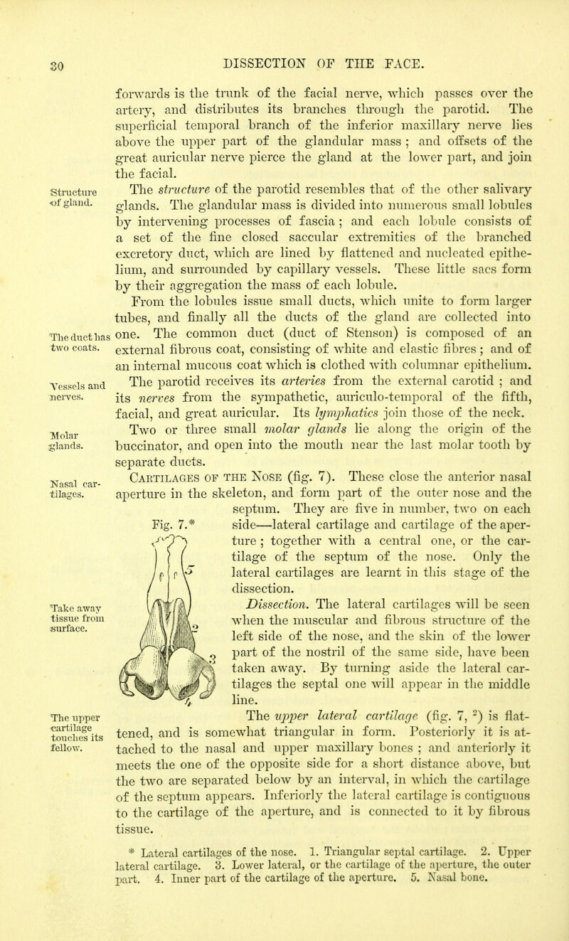 so Structure of gland. The duct lias two coats. Tessels and nerves. Molar jrlands. Nasal car- tilages. Take away tissue from surface. The upper cartilage touches its fellow. forwards is the trunk of the facial nerve, which passes over the artery, and distributes its branches through the parotid. The superficial temporal branch of the inferior maxillary nerve lies above the upper part of the glandular mass ; and offsets of the great auricular nerve pierce the gland at the lower part, and join the facial. The structure of the parotid resembles that of the other salivary glands. The glandular mass is divided into numerous small lobules by intervening processes of fascia ; and each lobule consists of a set of the fine closed saccular extremities of the branched excretory duct, which are lined by flattened and nucleated epithe- lium, and surrounded by capillary vessels. These little sacs form by their aggregation the mass of each lobule. From the lobules issue small ducts, which unite to form larger tubes, and finally all the ducts of the gland are collected into one. The common duct (duct of Stenson) is composed of an external fibrous coat, consisting of white and elastic fibres; and of an internal mucous coat which is clothed with columnar epithelium. The parotid receives its arteries from the external carotid ; and its nerves from the sympathetic, auriculotemporal of the fifth, facial, and great auricular. Its lymphatics join those of the neck. Two or three small molar glands lie along the origin of the buccinator, and open into the mouth near the last molar tooth by separate ducts. Cartilages of the Nose (fig. 7). These close the anterior nasal aperture in the skeleton, and form nart of the outer nose and the septum. They are five in number, two on each side—lateral cartilage and cartilage of the aper- ture ; together with a central one, or the car- tilage of the septum of the nose. Only the lateral cartilages are learnt in this stage of the dissection. Dissection. The lateral cartilages will be seen when the muscular and fibrous structure of the left side of the nose, and the skin of the lower part of the nostril of the same side, have been taken away. By turning aside the lateral car- tilages the septal one will appear in the middle line. The upper lateral cartilage (fig. 7, 2) is flat- tened, and is somewhat triangular in form. Posteriorly it is at- tached to the nasal and upper maxillary bones ; and anteriorly it meets the one of the opposite side for a short distance above, but the two are separated below by an interval, in which the cartilage of the septum appears. Inferiorly the lateral cartilage is contiguous to the cartilage of the aperture, and is connected to it by fibrous tissue. * Lateral cartilages of the nose. 1. Triangular septal cartilage. 2. Upper lateral cartilage. 3. Lower lateral, or the cartilage of the aperture, the outer