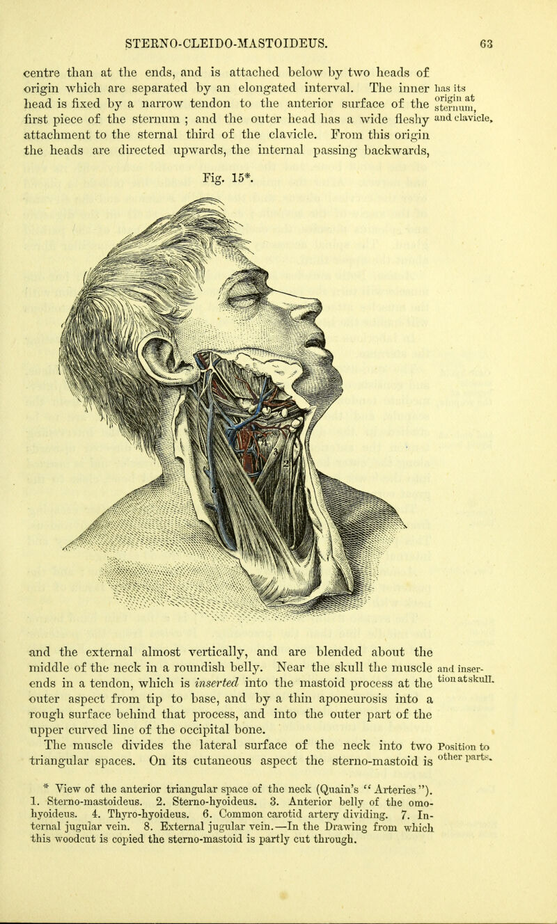 STERNO-CLEIDO-MASTOIDEUS. 03 centre than at the ends, and is attached below by two heads of origin which are separated by an elongated interval. The inner lias its head is fixed by a narrow tendon to the anterior surface of the sternum first piece of the sternum ; and the outer head has a wide fleshy and clavicle, attachment to the sternal third of the clavicle. From this origin the heads are directed upwards, the internal passing backwards, Fig. 15* and the external almost vertically, and are blended about the middle of the neck in a roundish belly. Near the skull the muscle and inser- ends in a tendon, which is inserted into the mastoid process at the tl0natskuI1 outer aspect from tip to base, and by a thin aponeurosis into a rough surface behind that process, and into the outer part of the upper curved line of the occipital bone. The muscle divides the lateral surface of the neck into two Position to triangular spaces. On its cutaneous aspect the sterno-mastoid is er i)arts* * View of the anterior triangular space of the neck (Quain's Arteries). 1. Sterno-mastoideus. 2. Sterno-hyoideus. 3. Anterior belly of the omo- hyoideus. 4. Thyro-hyoideus. 6. Common carotid artery dividing. 7. In- ternal jugular vein. 8. External jugular vein.—In the Drawing from which this woodcut is copied the sterno-mastoid is partly cut through.