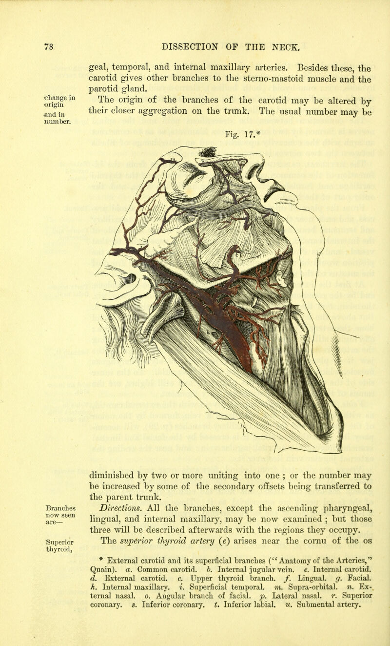 •change in origin and in number. geal, temporal, and internal maxillary arteries. Besides these, the carotid gives other branches to the sterno-mastoid muscle and the parotid gland. The origin of the branches of the carotid may be altered by their closer aggregation on the trunk. The usual number may be Fig. 17.* diminished by two or more uniting into one ; or the number may be increased by some of the secondary offsets being transferred to the parent trunk. Branches Directions. All the branches, except the ascending pharyngeal, wwseen lingual, and internal maxillary, may be now examined ; but those three will be described afterwards with the regions they occupy. Superior The superior thyroid artery (e) arises near the cornu of the os thyroid, * External carotid and its superficial branches (<c Anatomy of the Arteries, Quain). a. Common carotid, b. Internal jugular vein. c. Internal carotid. d. External carotid, e. Upper thyroid branch, f. Lingual, g. Facial. h. Internal maxillary, i. Superficial temporal, m. Supra-orbital, n. Ex-, ternal nasal, o. Angular branch of facial, p. Lateral nasal, r. Superior coronary, s. Inferior coronary, t. Inferior labial, u. Submental artery.