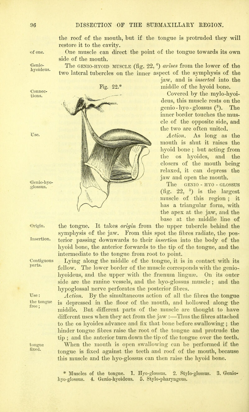 'Oenio- liyoideus. 'Connec- tions. •Genio-hyo- Origin. Insertion. Contiguous parts. Use: the tongue tongue fixed. the roof of the mouth, but if the tongue is protruded they will restore it to the cavity. One muscle can direct the point of the tongue towards its own side of the mouth. The genio-hyoid muscle (fig. 22,4) arises from the lower of the two lateral tubercles on the inner aspect of the symphysis of the jaw, and is inserted into the Fig. 22.* middle of the hyoid bone. Covered by the mylo-hyoi- deus, this muscle rests on the genio - hyo - glossus (3). The inner border touches the mus- cle of the opposite side, and the two are often united. Action. As long as the mouth is shut it raises the hyoid bone ; but acting from the os hyoides, and the closers of the mouth being relaxed, it can depress the jaw and open the mouth. The GENIO - HYO - CxLOSSUS (fig. 22, 3) is the largest muscle of this region ; it has a triangular form, with the apex at the jaw, and the base at the middle line of the tongue. It takes origin from the upper tubercle behind the symphysis of the jaw. From this spot the fibres radiate, the pos- terior passing downwards to their insertion into the body of the hyoid bone, the anterior forwards to the tip of the tongue, and the intermediate to the tongue from root to point. Lying along the middle of the tongue, it is in contact with its fellow. The lower border of the muscle corresponds with the genio- hyoideus, and the upper with the frsenum lingua?. On its outer side are the ranine vessels, and the hyo-glossus muscle ; and the hypoglossal nerve perforates the posterior fibres. Action. By the simultaneous action of all the fibres the tongue is depressed in the floor of the mouth, and hollowed along the middle. But different parts of the muscle are thought to have different uses when they act from the jaw :—Thus the fibres attached to the os hyoides advance and fix that bone before swallowing ; the hinder tongue fibres raise the root of the tongue and protrude the tip ; and the anterior turn down the tip of the tongue over the teeth. When the mouth is open swallowing can be performed if the tongue is fixed against the teeth and roof of the mouth, because this muscle and the hyo-glossus can then raise the hyoid bone. * Muscles of the tongue. 1. Hyo-glossus. 2. Stylo-glossus. 3. Genio- hyo-glossus. 4. Gfenio-hyoideus. 5. Stylo-pharyngeus.