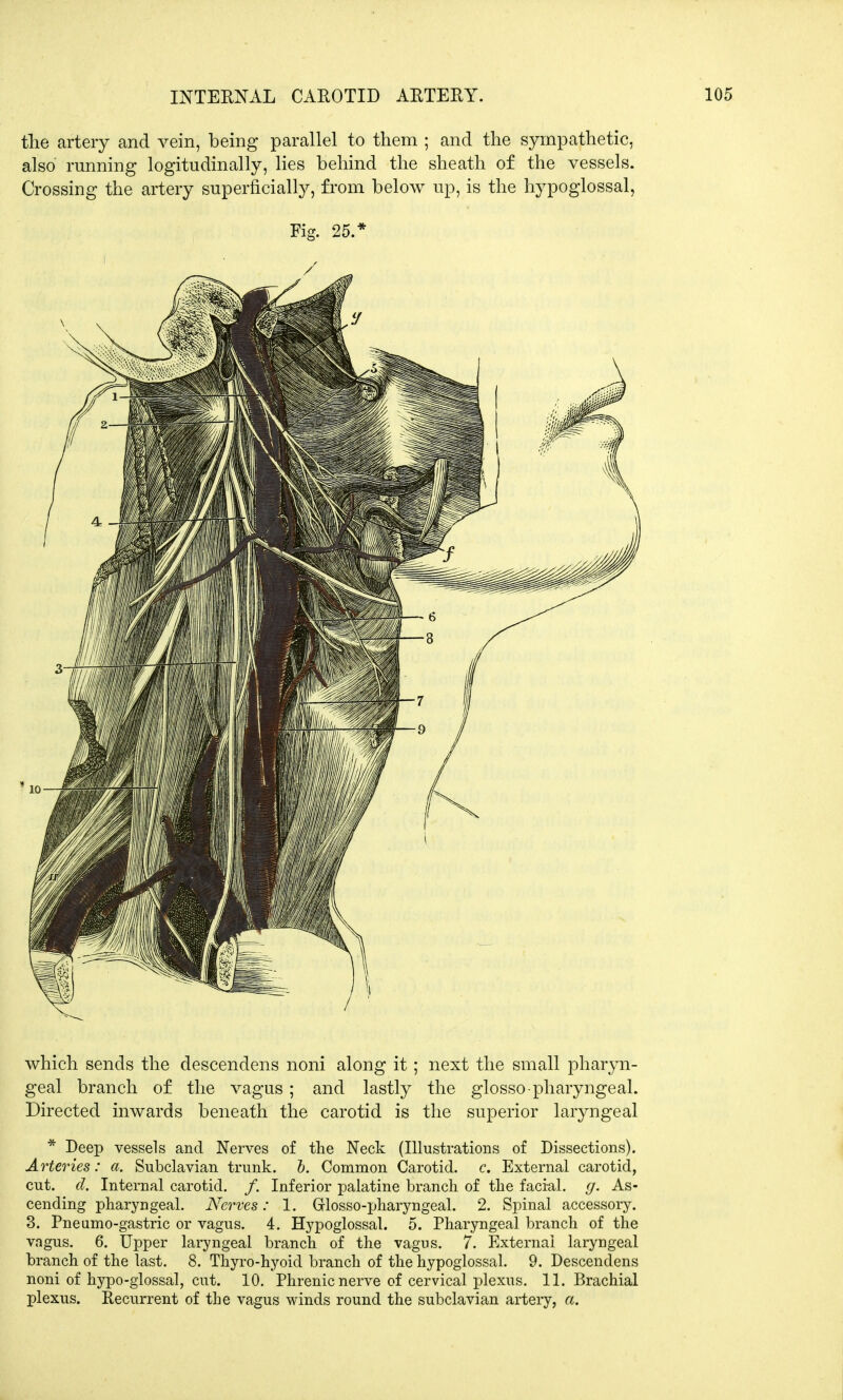 INTERNAL CAROTID ARTERY. the artery and vein, being parallel to them ; and the sympathetic, also' running logitudinally, lies behind the sheath of the vessels. Crossing the artery superficially, from below up, is the hypoglossal, Fig. 25.* / which sends the descendens noni along it; next the small pharyn- geal branch of the vagus; and lastly the glosso-pharyngeal. Directed inwards beneath the carotid is the superior laryngeal * Deep vessels and Nerves of the Neck (Illustrations of Dissections). Arteries: a. Subclavian trunk, b. Common Carotid, c. External carotid, cut. d. Internal carotid. /. Inferior palatine branch of the facial, g. As- cending pharyngeal. Nerves: 1. Grlosso-pharyngeal. 2. Spinal accessory. 3. Pneumo-gastric or vagus. 4. Hypoglossal. 5. Pharyngeal branch of the vagus. 6. Upper laryngeal branch of the vagus. 7. External laryngeal branch of the last. 8. Thyro-hyoid branch of the hypoglossal. 9. Descendens noni of hypo-glossal, cut. 10. Phrenic nerve of cervical plexus. 11. Brachial plexus. Recurrent of the vagus winds round the subclavian artery, a.