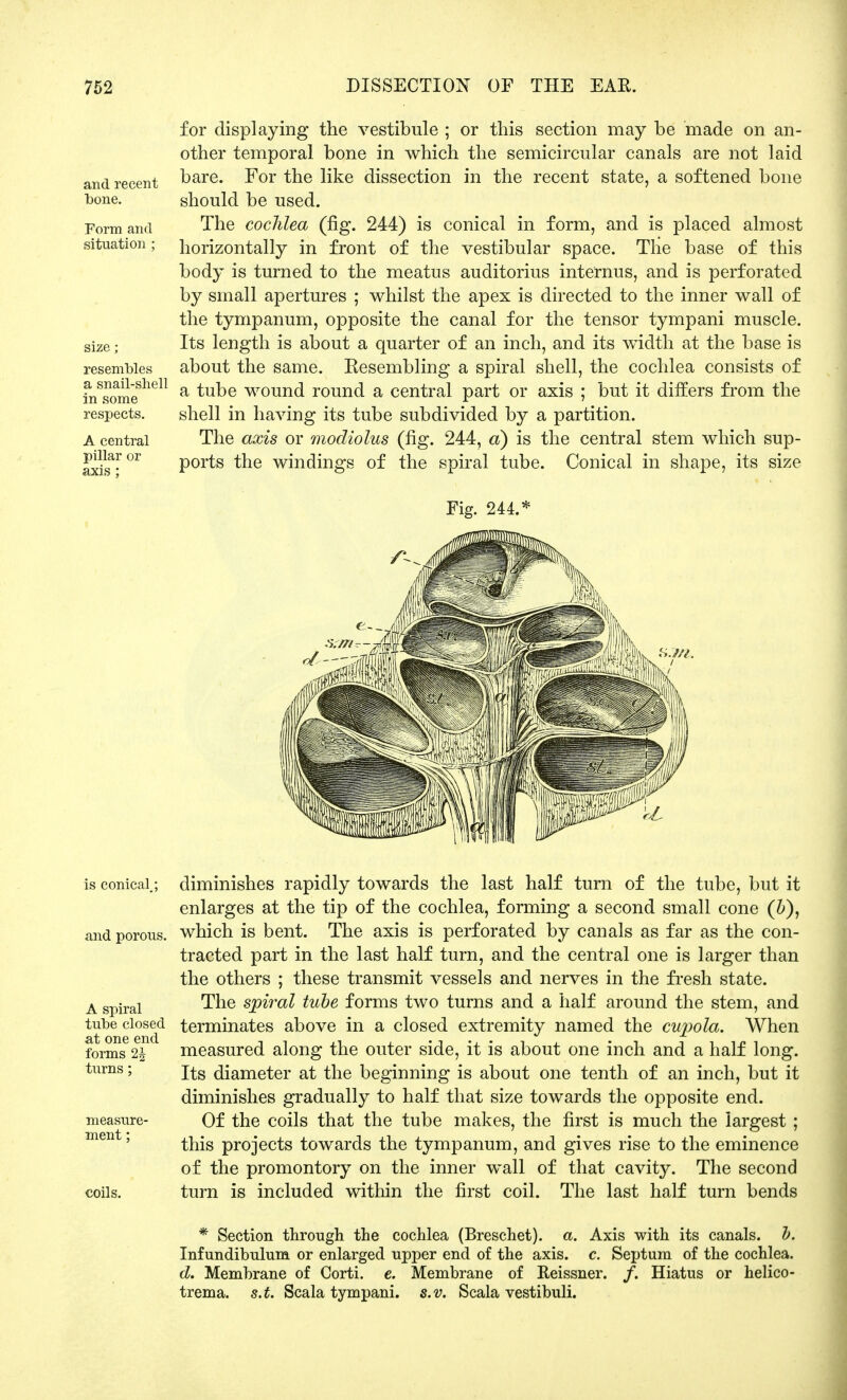 and recent bone. Form and situation ; size ; resembles a snail-shell in some respects. A central pillar or axis ; for displaying the vestibule ; or this section may be made on an- other temporal bone in which the semicircular canals are not laid bare. For the like dissection in the recent state, a softened bone should be used. The cochlea (fig. 244) is conical in form, and is placed almost horizontally in front of the vestibular space. The base of this body is turned to the meatus auditorius internus, and is perforated by small apertures ; whilst the apex is directed to the inner wall of the tympanum, opposite the canal for the tensor tympani muscle. Its length is about a quarter of an inch, and its width at the base is about the same. Eesembling a spiral shell, the cochlea consists of a tube wound round a central part or axis ; but it differs from the shell in having its tube subdivided by a partition. The axis or modiolus (fig. 244, a) is the central stem which sup- ports the windings of the spiral tube. Conical in shape, its size Fig. 244.* is conical; and porous. A spiral tube closed at one end forms 2| turns; measure- ment ; coils. diminishes rapidly towards the last half turn of the tube, but it enlarges at the tip of the cochlea, forming a second small cone (b), which is bent. The axis is perforated by canals as far as the con- tracted part in the last half turn, and the central one is larger than the others ; these transmit vessels and nerves in the fresh state. The spiral tube forms two turns and a half around the stem, and terminates above in a closed extremity named the cupola. When measured along the outer side, it is about one inch and a half long. Its diameter at the beginning is about one tenth of an inch, but it diminishes gradually to half that size towards the opposite end. Of the coils that the tube makes, the first is much the largest ; this projects towards the tympanum, and gives rise to the eminence of the promontory on the inner wall of that cavity. The second turn is included within the first coil. The last half turn bends * Section through the cochlea (Breschet). a. Axis with its canals, b. Infundibulum or enlarged upper end of the axis. c. Septum of the cochlea. d. Membrane of Corti. e. Membrane of Reissner. /. Hiatus or helico- trema. s.t. Scala tympani. s.v. Scala vestibuli.