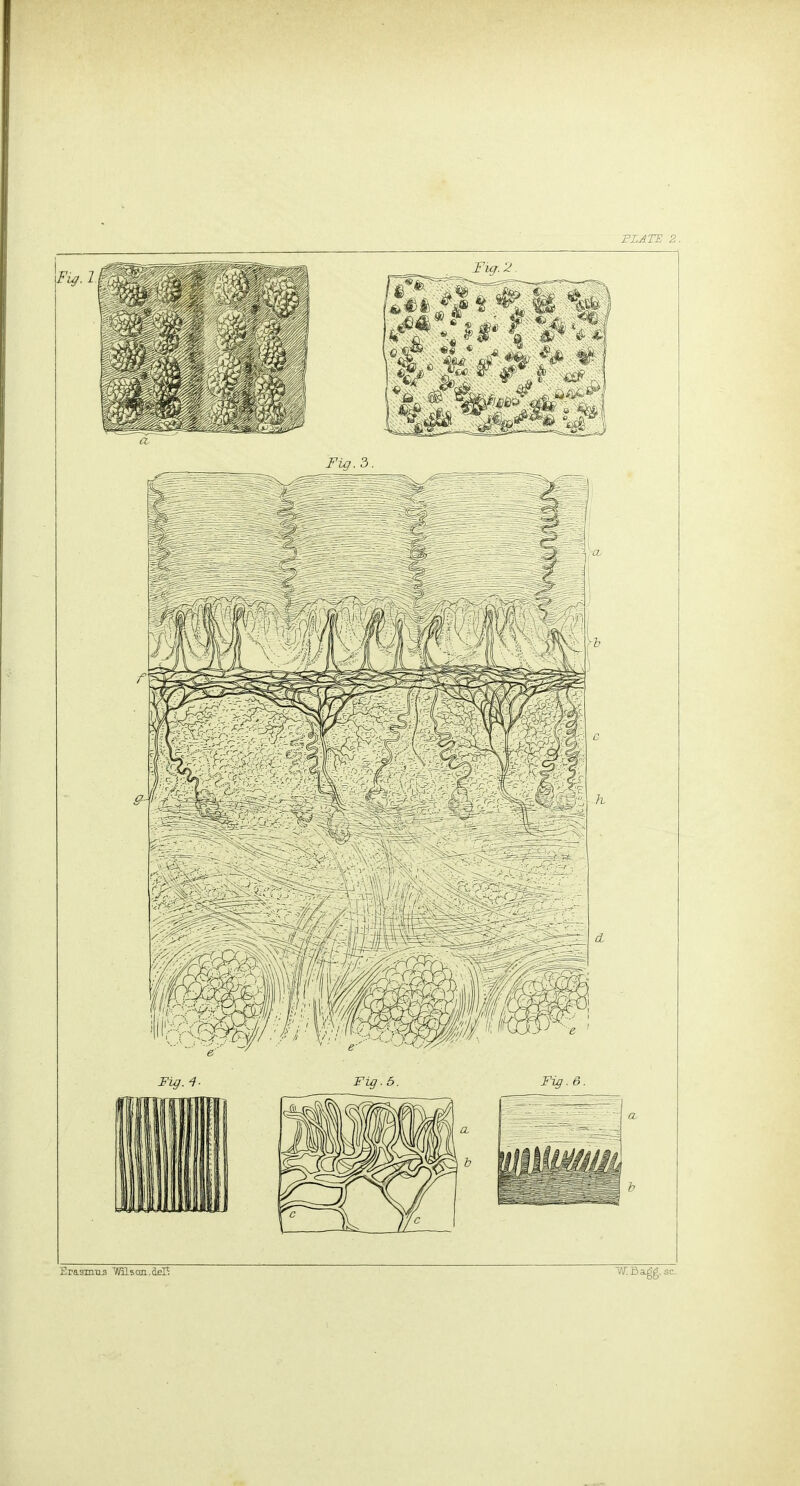 PLATE 2