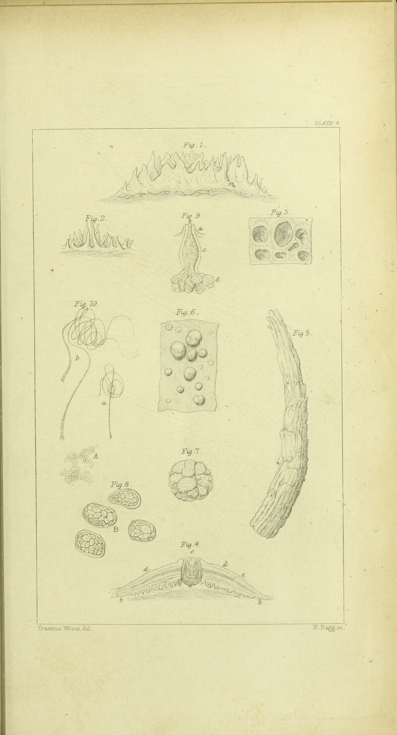 PLATE Fig.l Fy. 10. Fig. 6. ,Fig.5. Fig. Erasmus Wilson, del W.Sagg.sc.